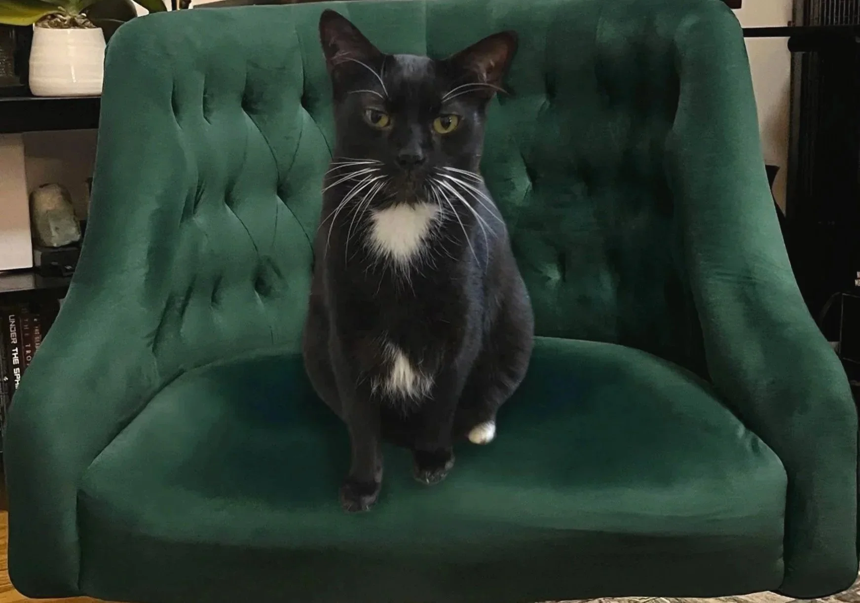 Black and white cat sitting quietly on an upholstered armchair, evoking calm and comfort.