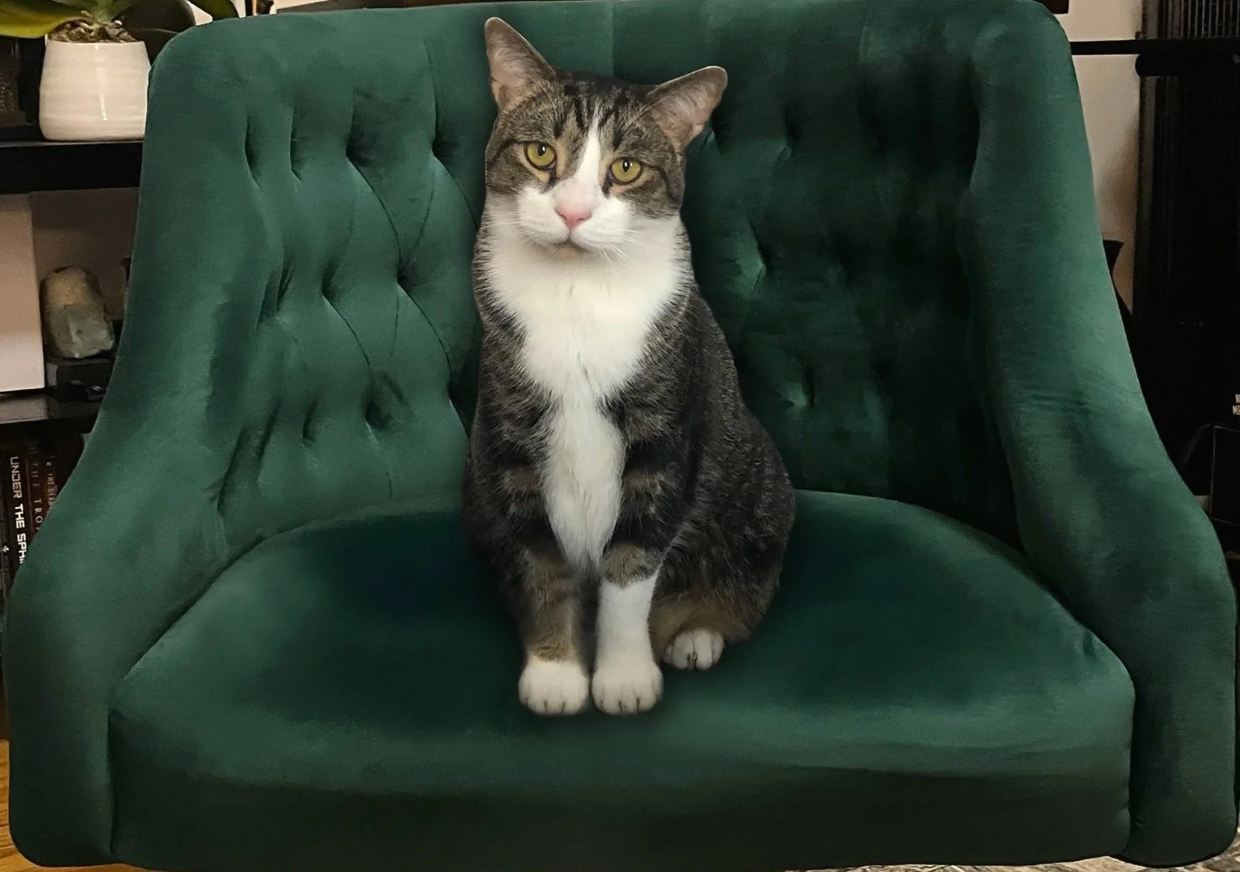 Tabby cat resting on a green velvet chair in a cozy, serene living space.