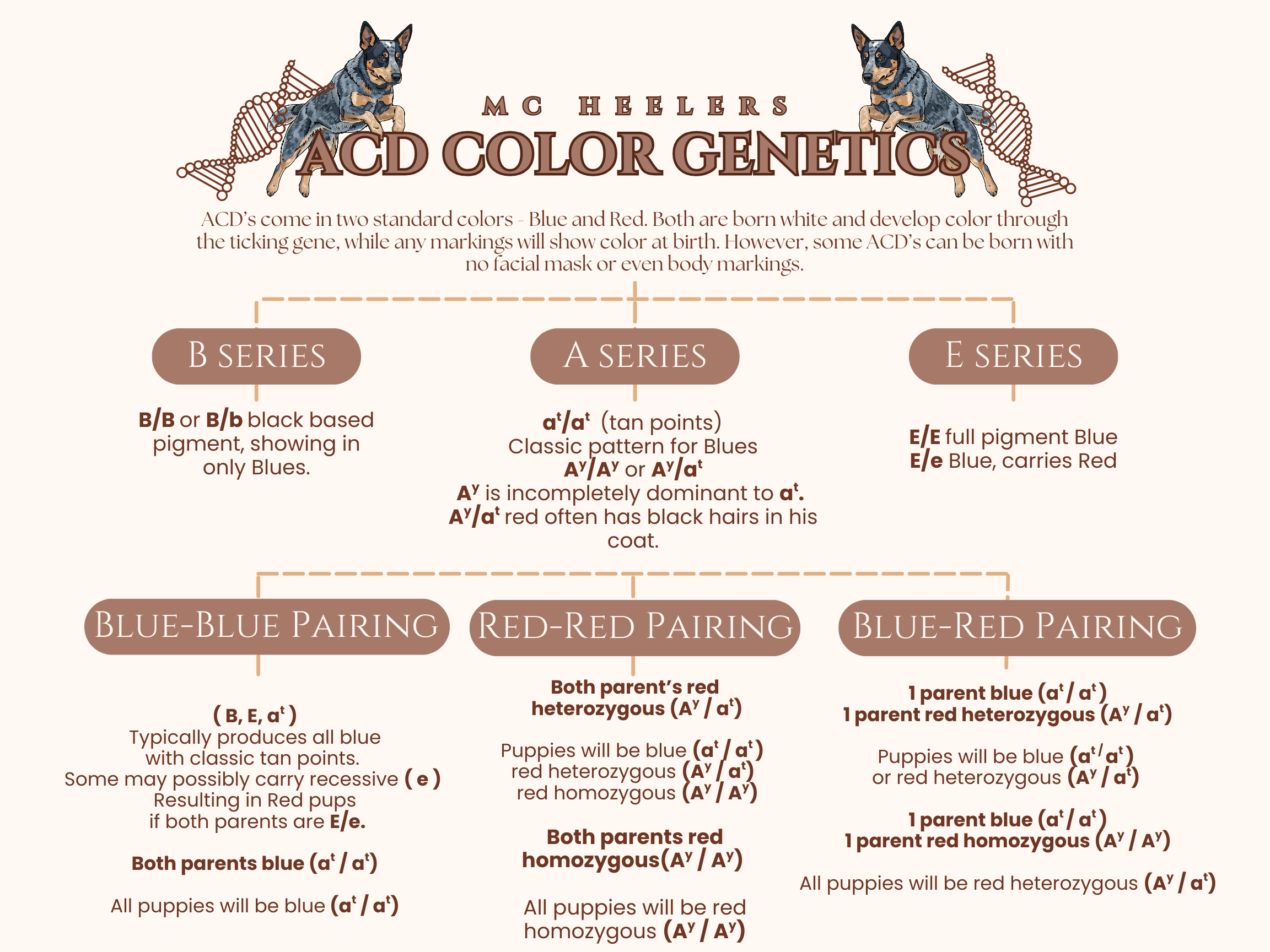 About The ACD Breed — MC Home Page