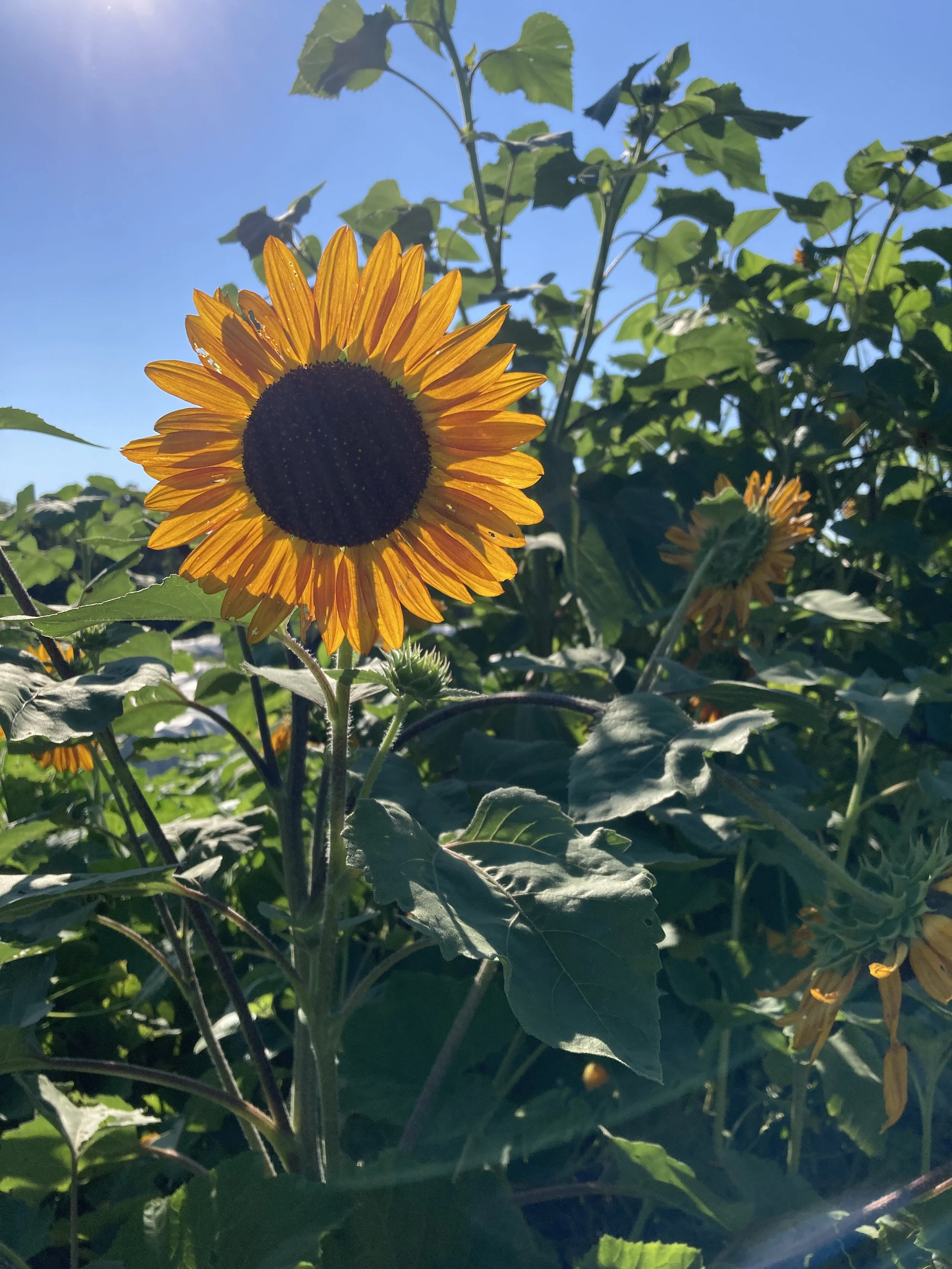 Facilitation: Connections and Collaborations