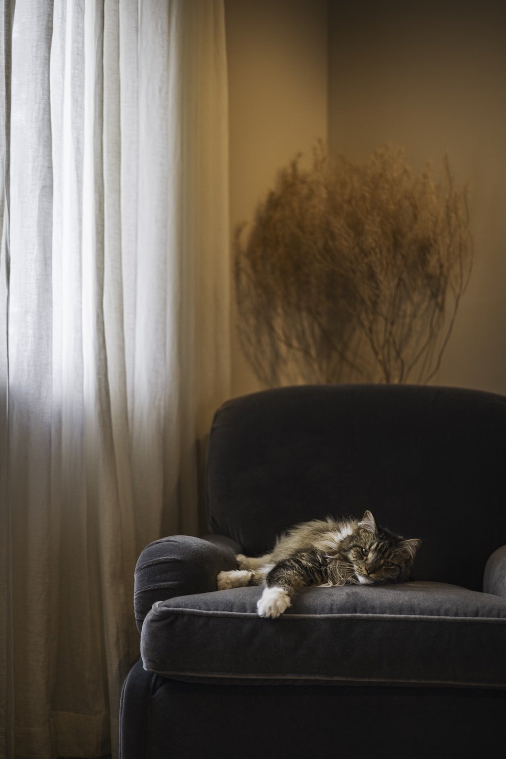 Custom drapery in Lola by Ellis Dunn, Bella the mancoon cat resting on a locally sourced velvet arm chair