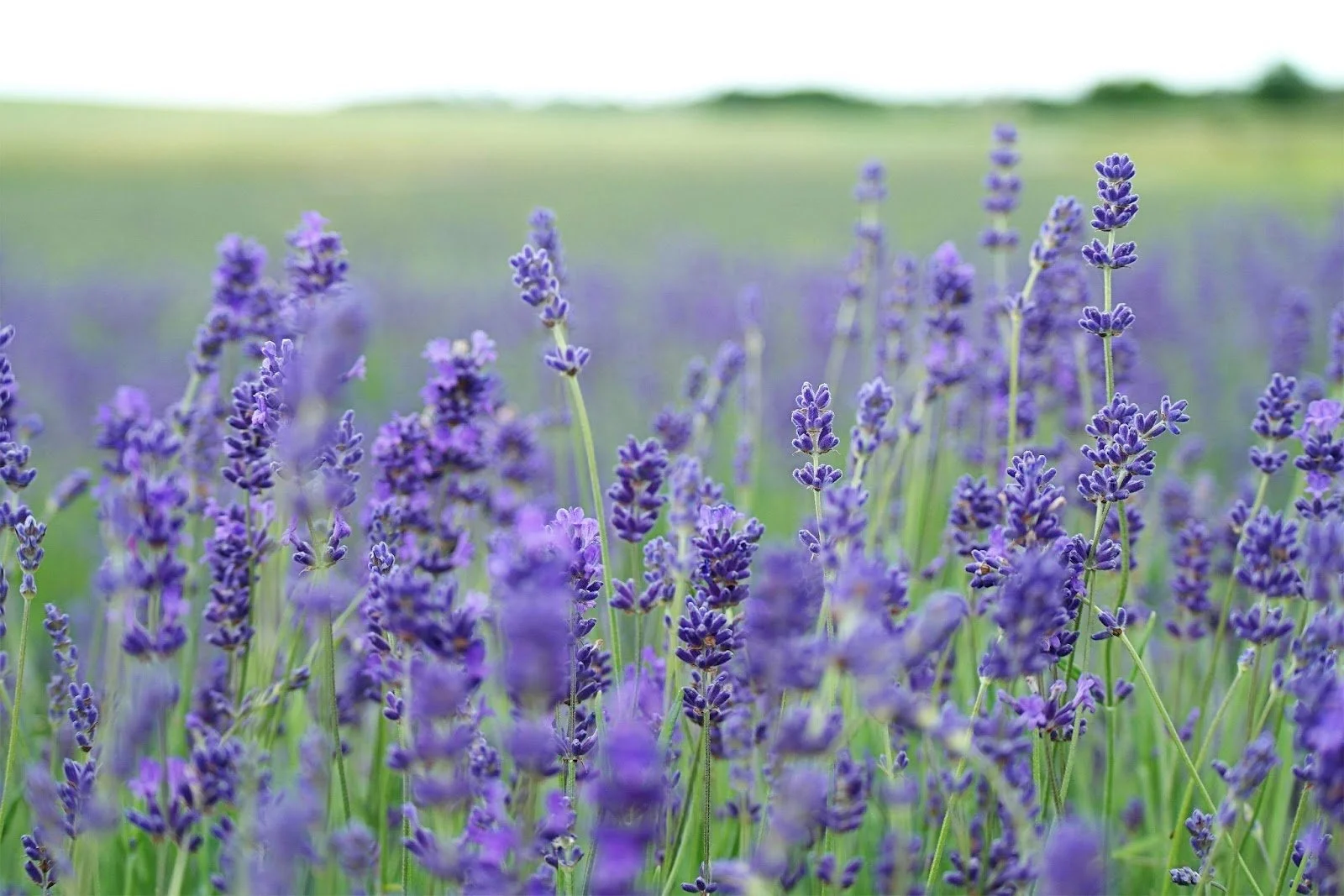 A field of blooming lavender flowers with purple blooms and green stems, under a light blue sky.