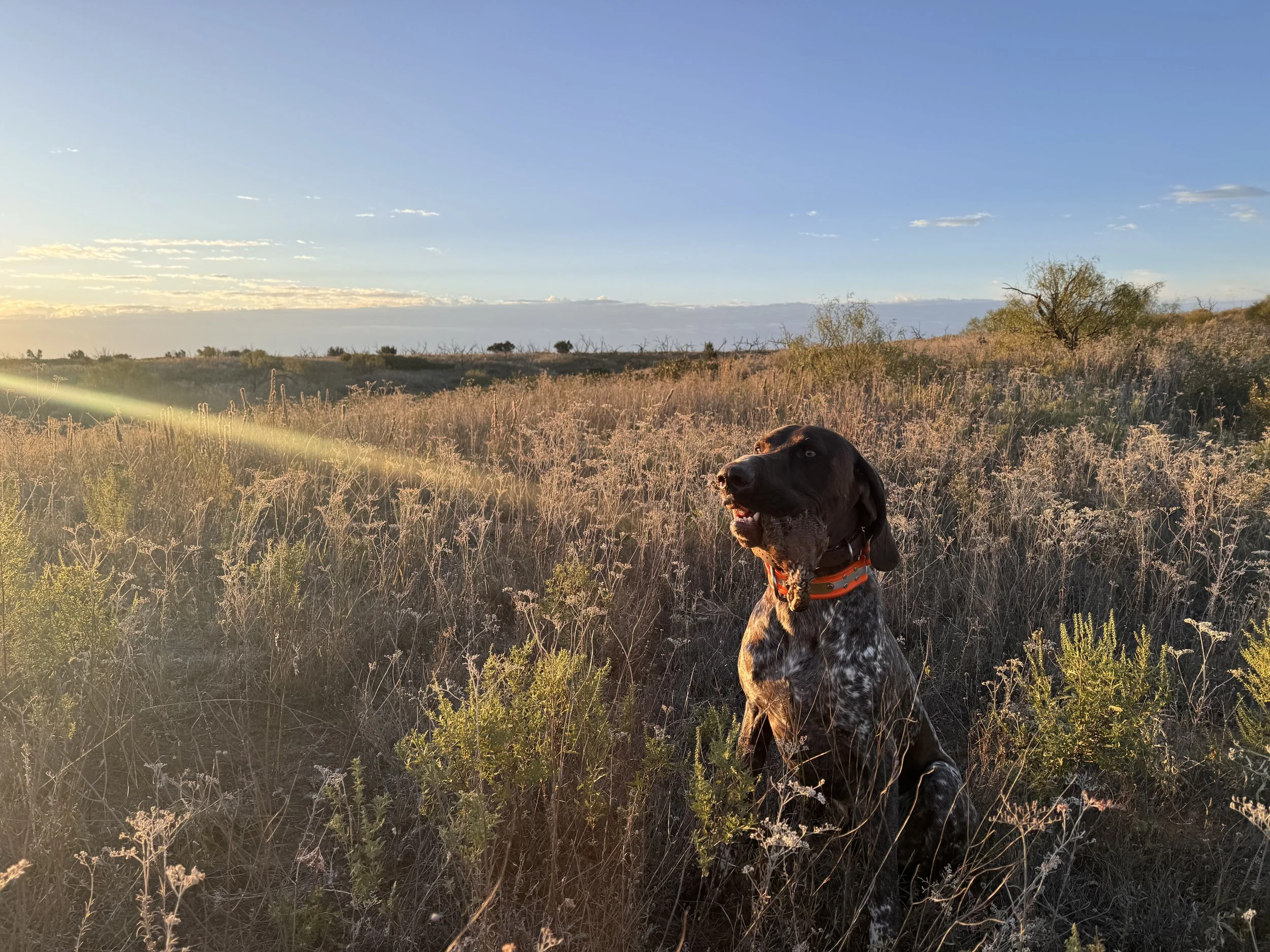 Dispatch #1: Introduction 