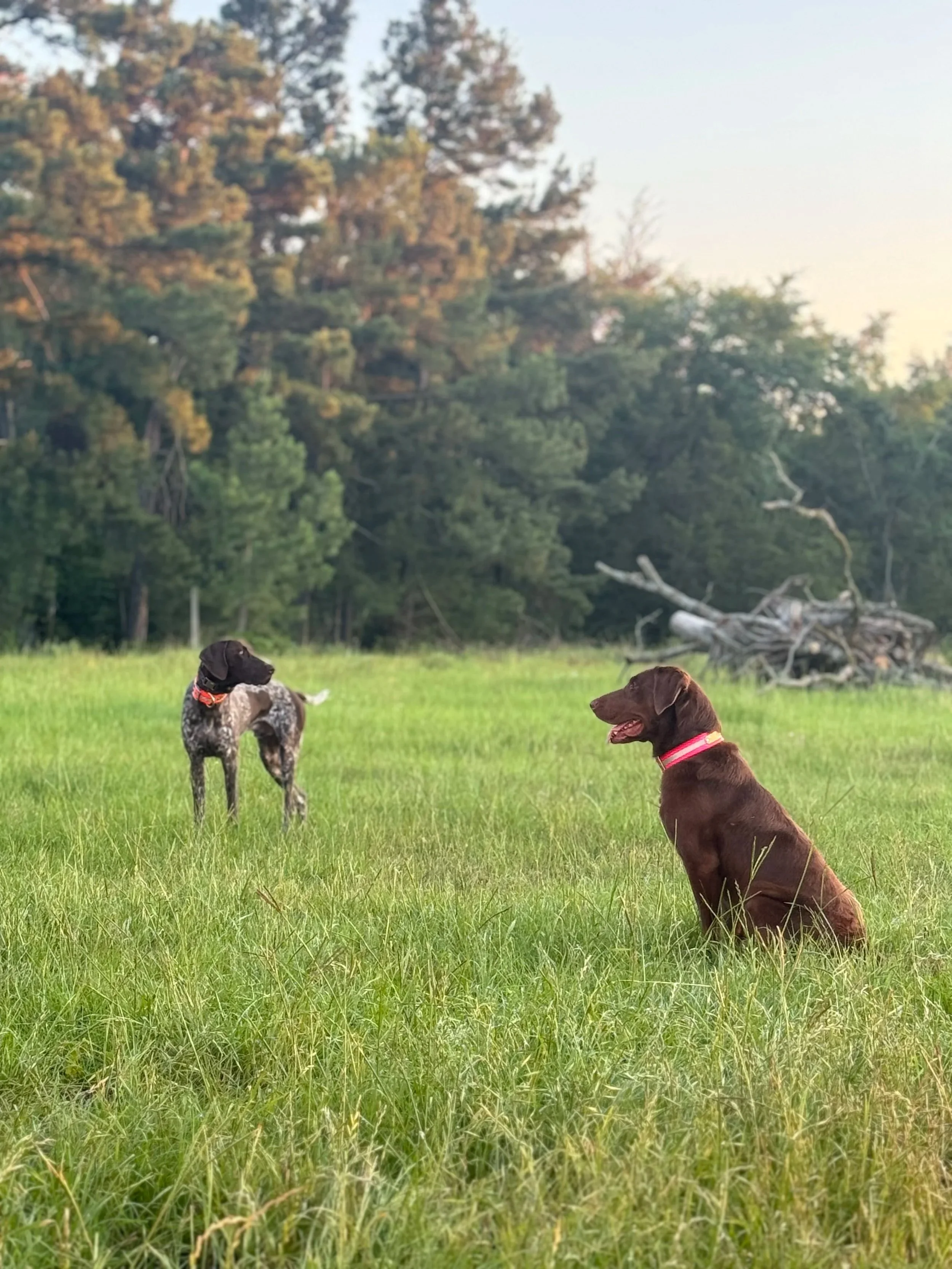 Dispatch #2: Communication—How to speak Dog