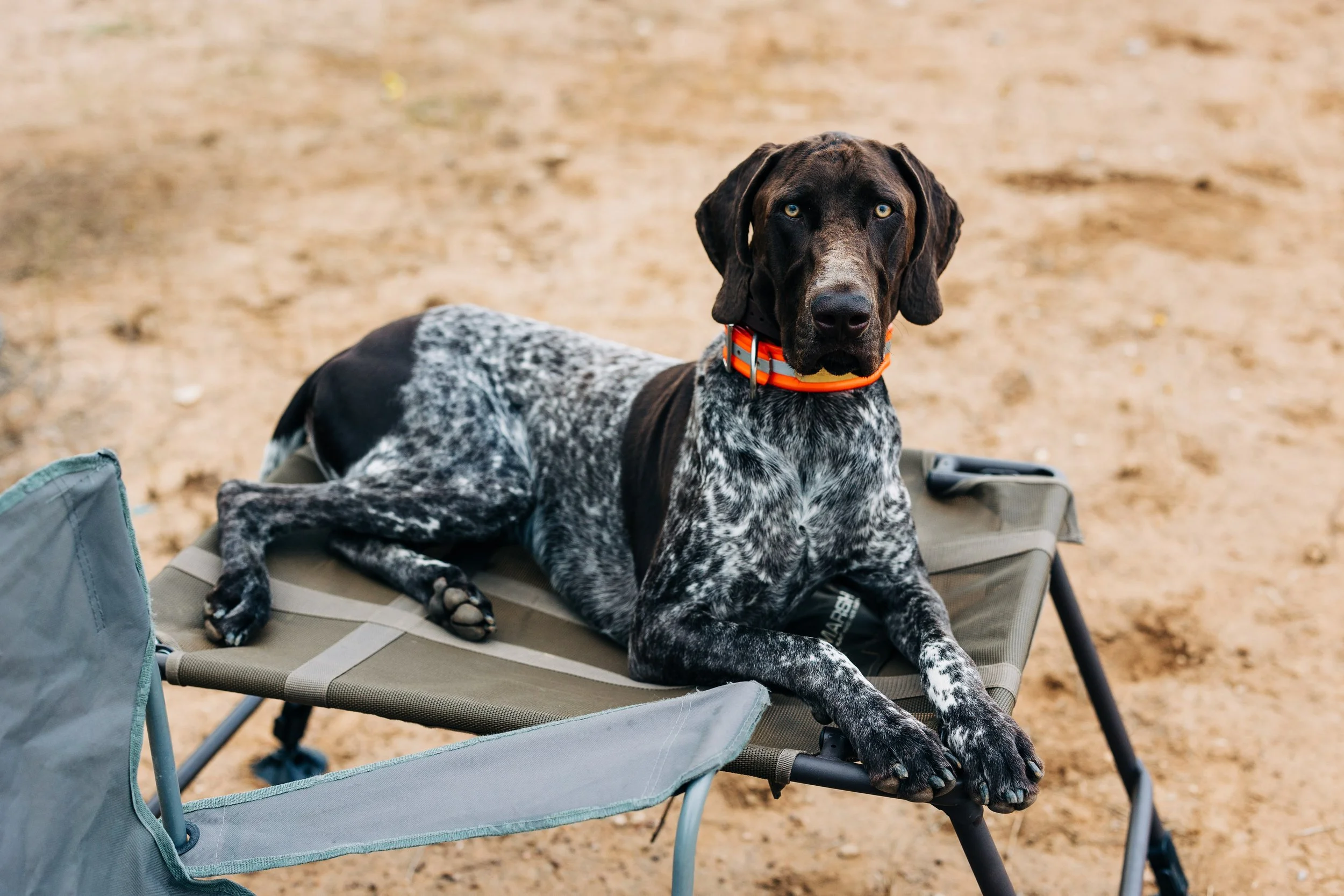 Dispatch #4: Place Training — The task every Dog should know!