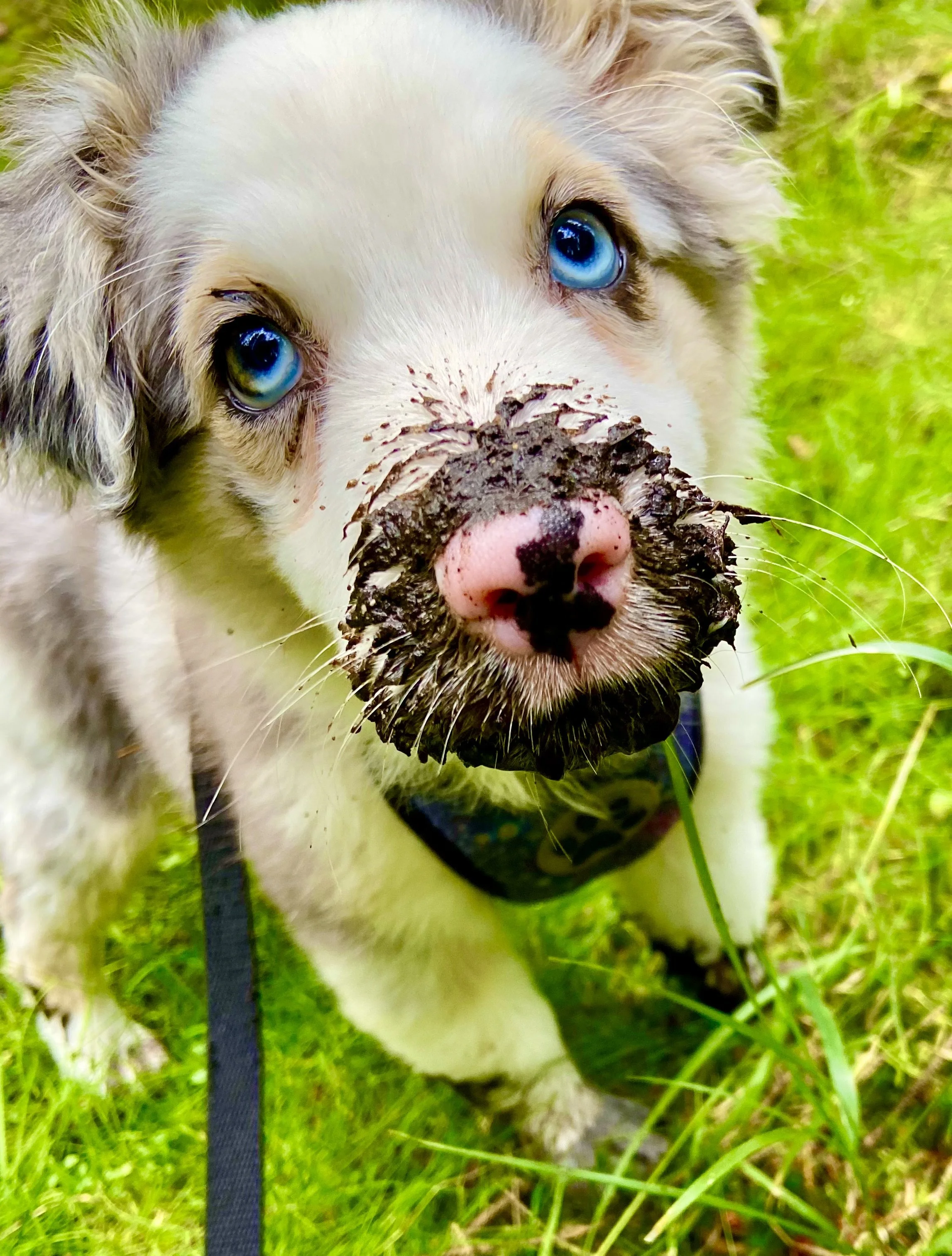 Dispatch #5: Anthropomorphism – A Spectrum, Not a Black-and-White Issue