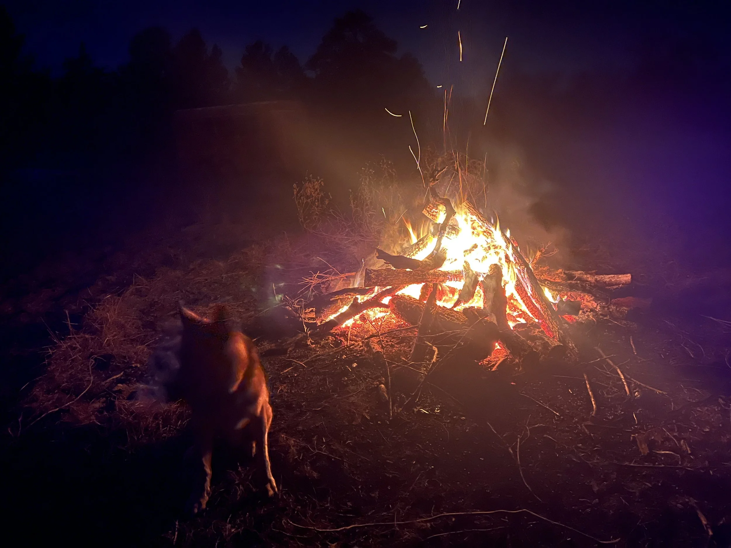 Dispatch #6: Ethno-Cynology—the Original Partnership