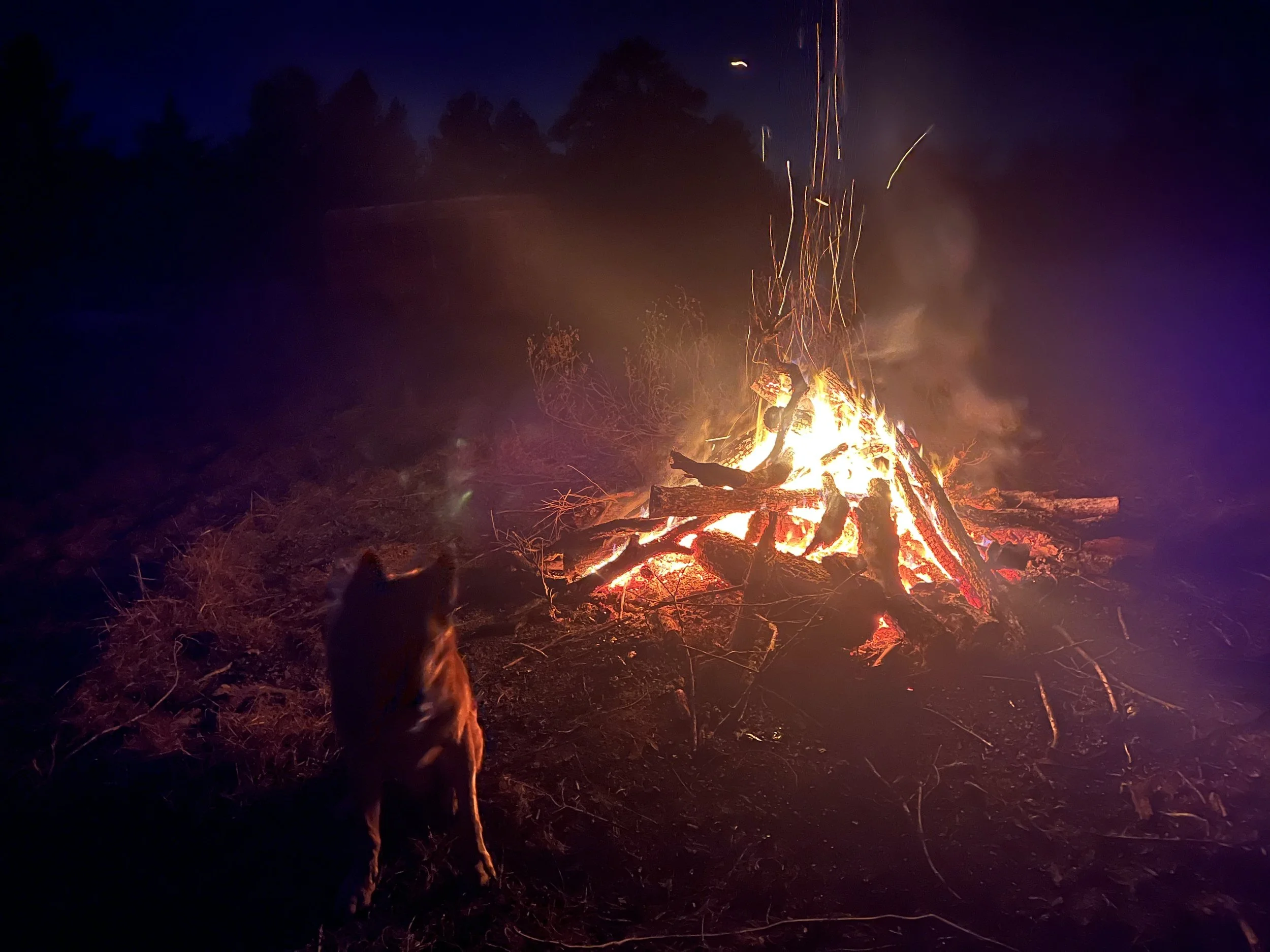 Dispatch #6: Ethno-Cynology—the Original Partnership