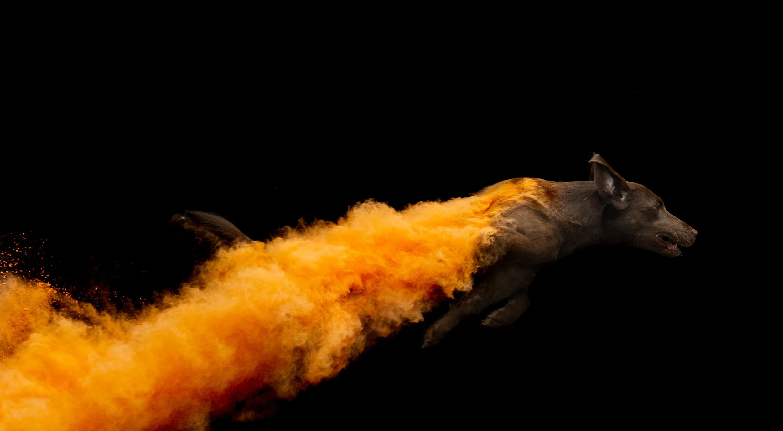 Dispatch #7: Playing the Odds— Breed Genetics, Probabilities, and Practical Application