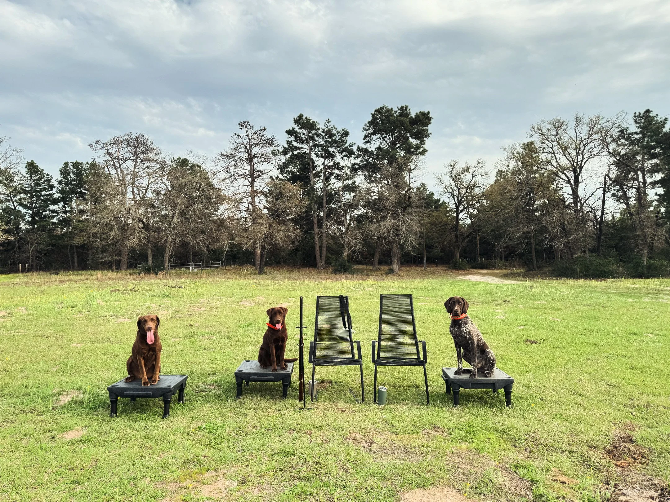 From left, hunting dogs Lucy, Mocha and Archer participate in place training to work on stability amid gunfire and falling birds in Kosse, Texas, in 2024. (U.S. Army photo by Staff Sergeant Walther)