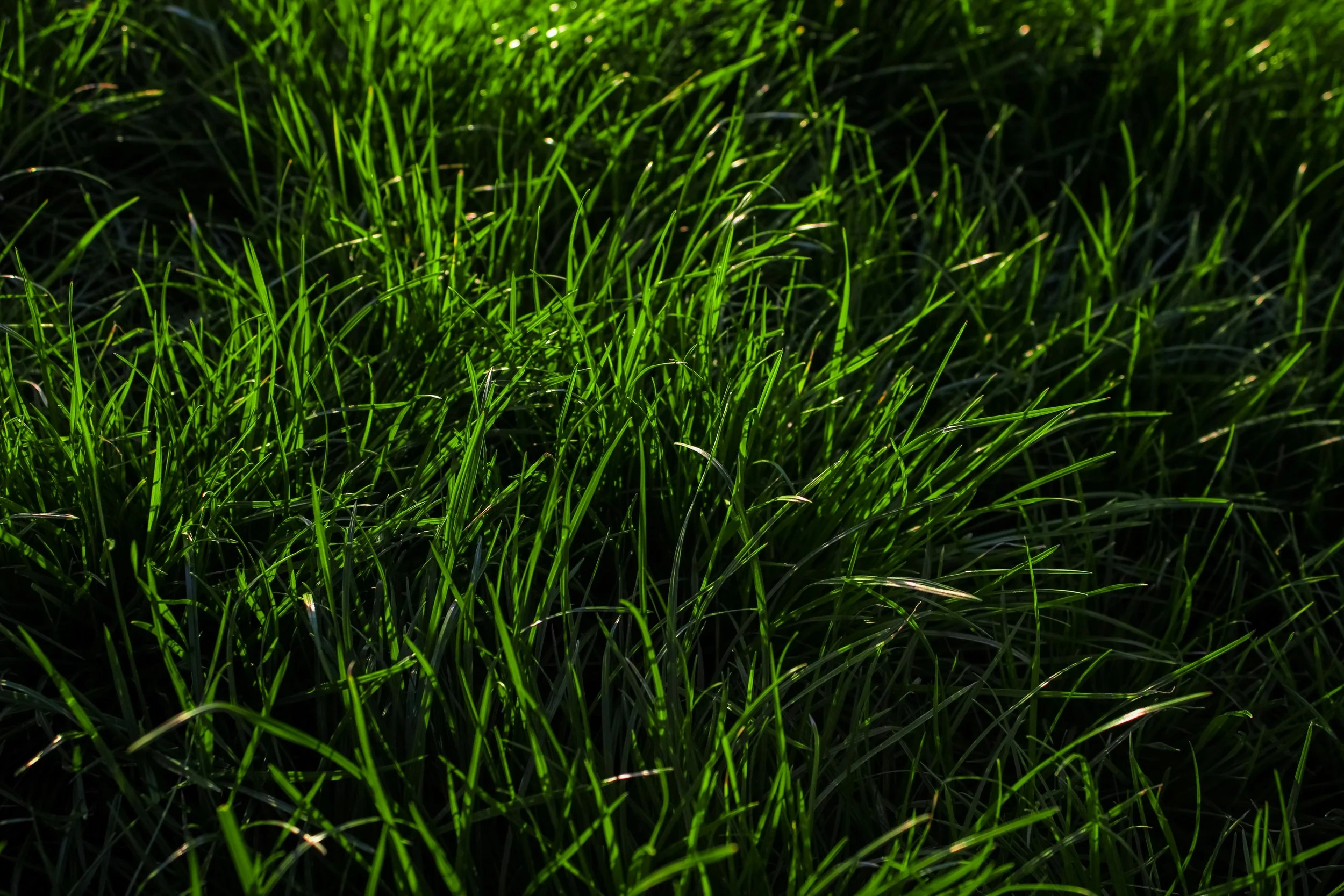 I Have No Idea What Lyme Disease Is… 