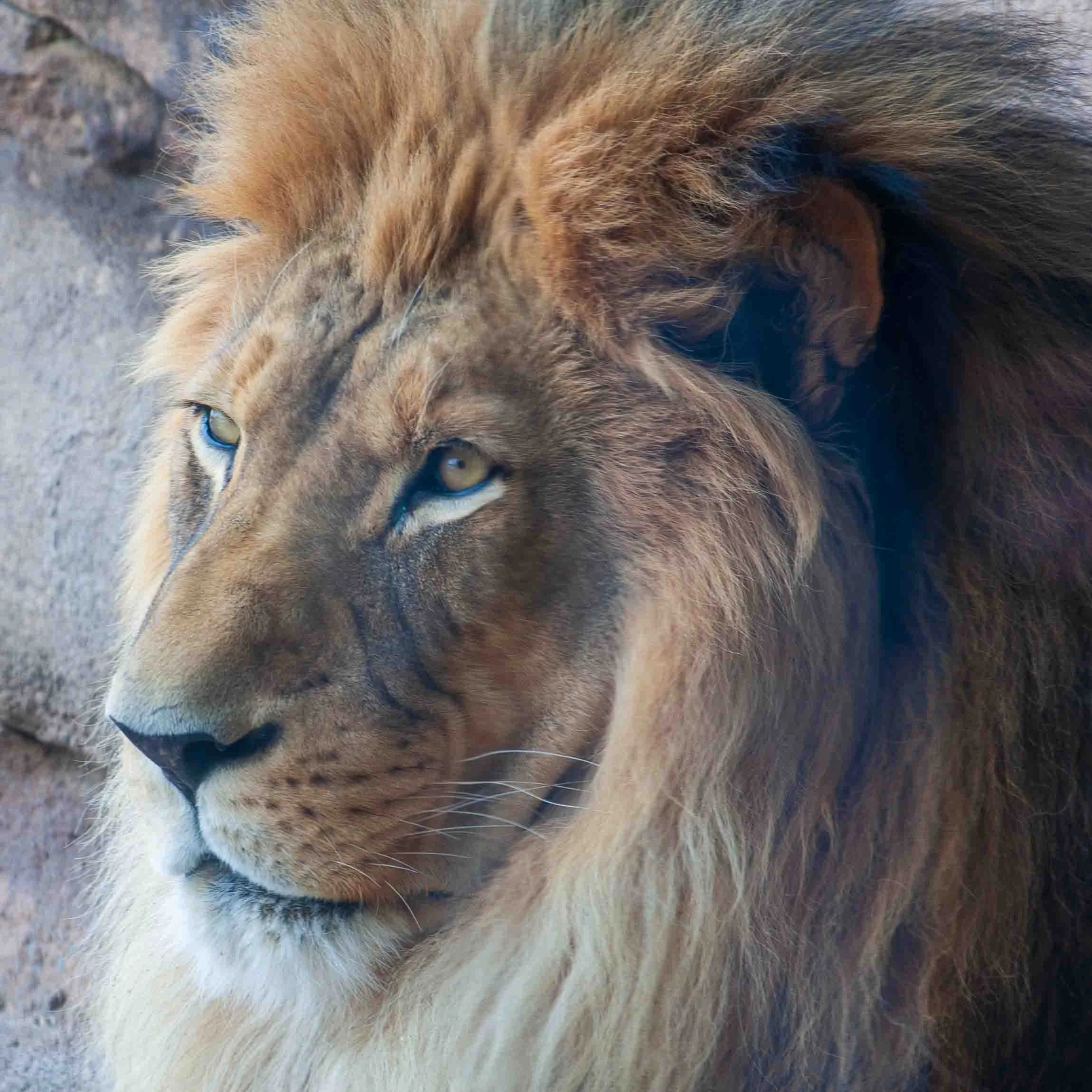 lion3.jpg