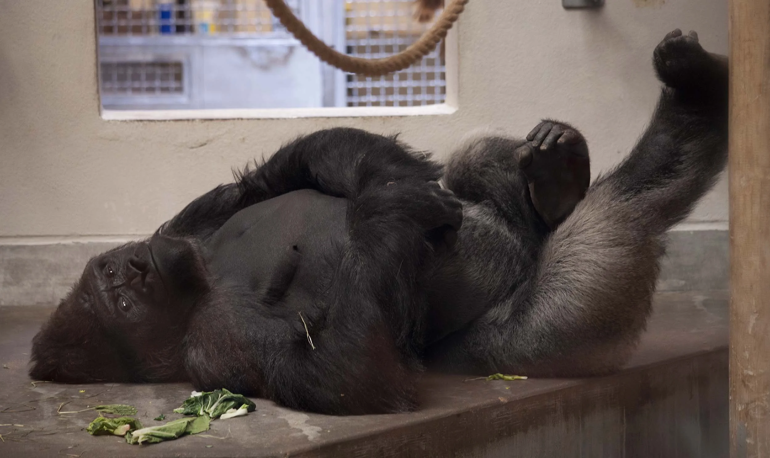 gorilla zoo web.jpg