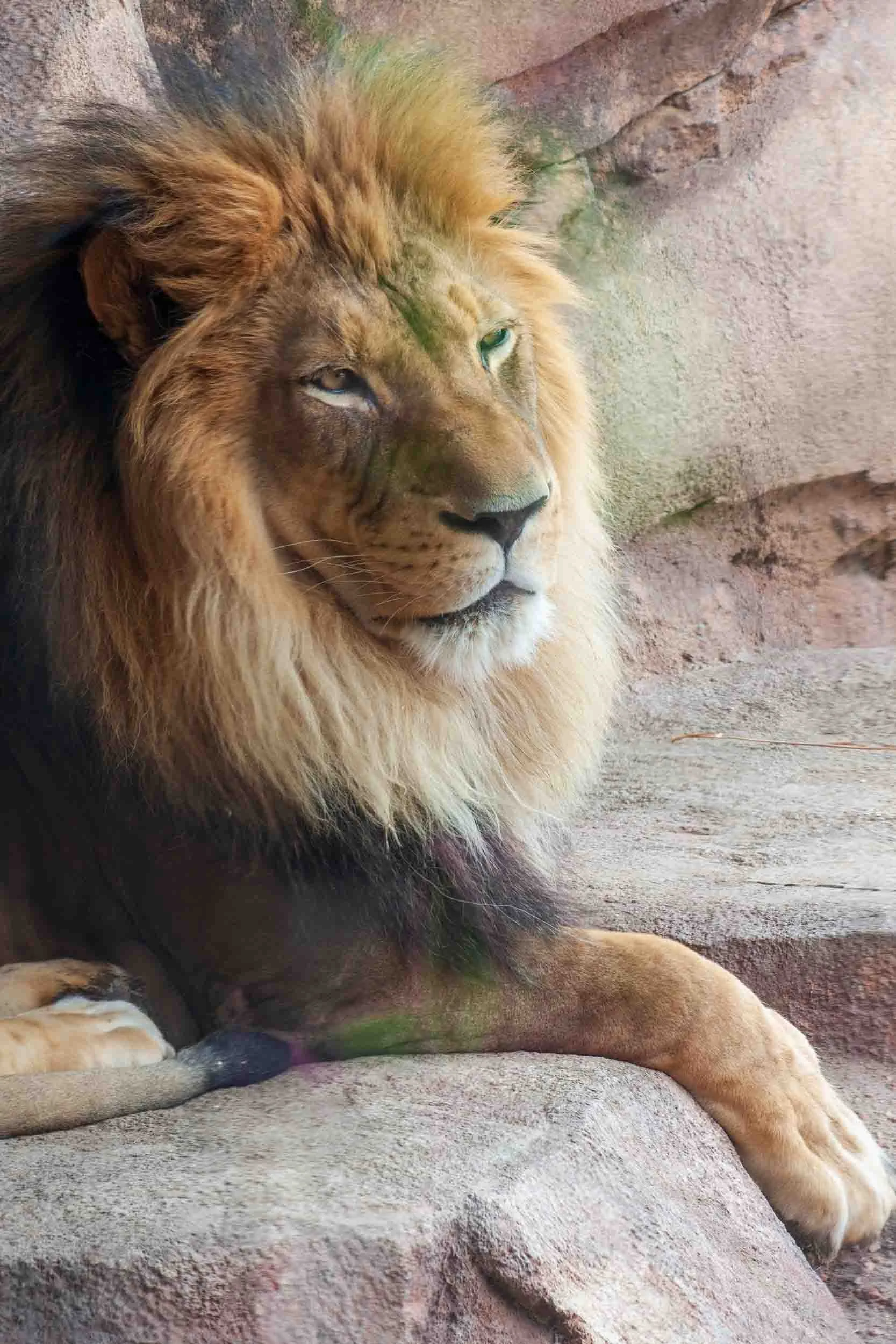 lion4.jpg