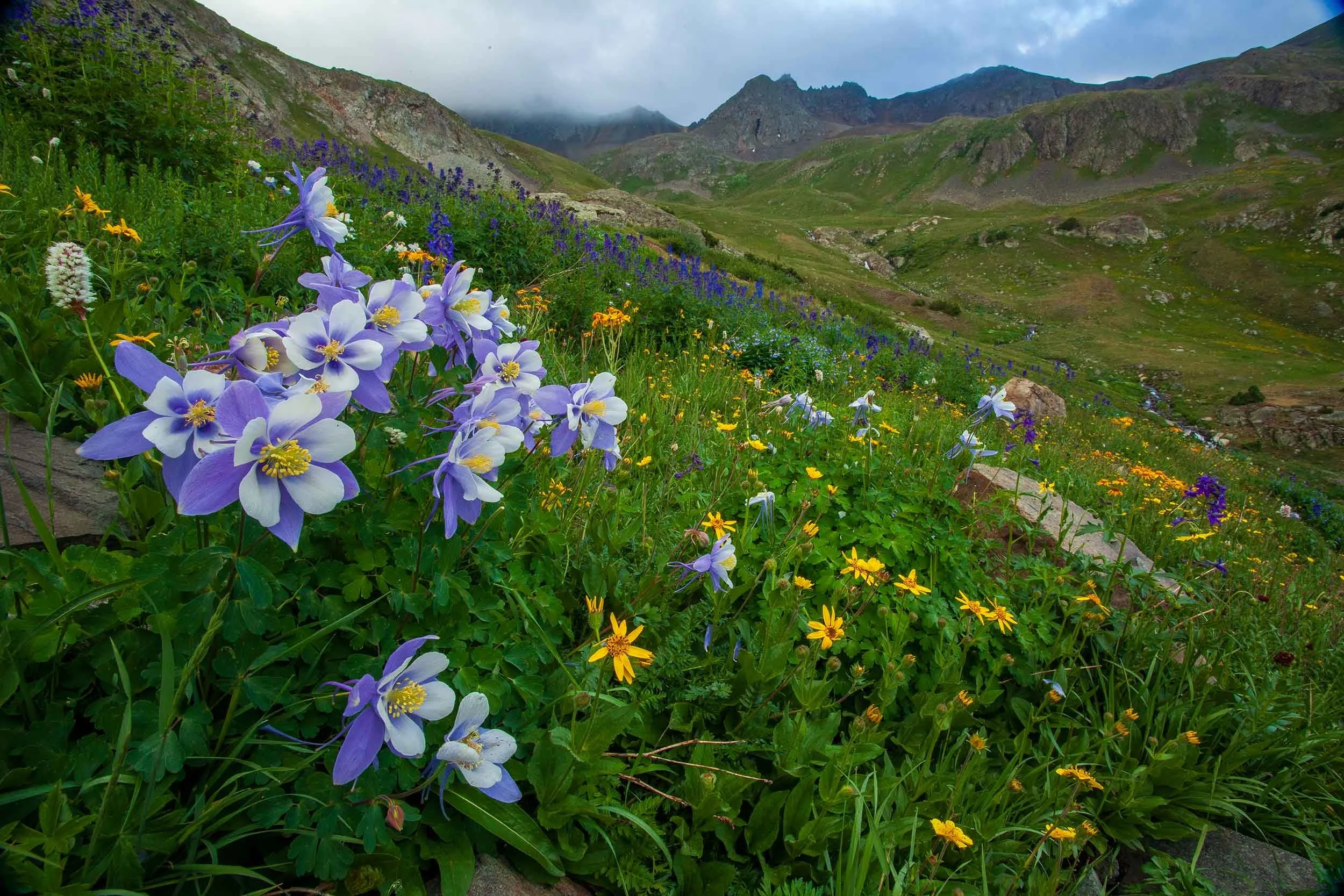 american basin2 web.jpg
