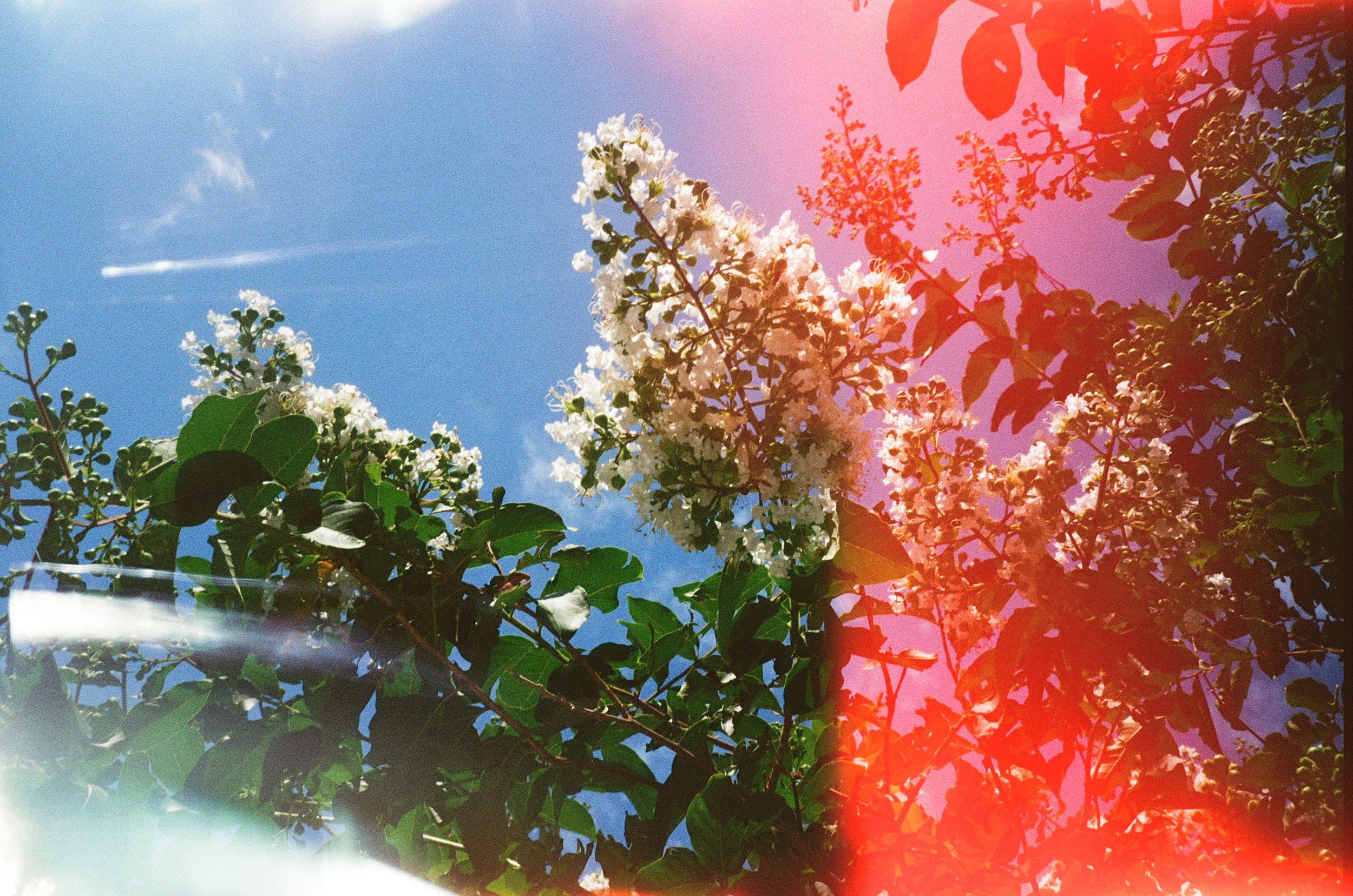 Taken on film in summer of 2025. 