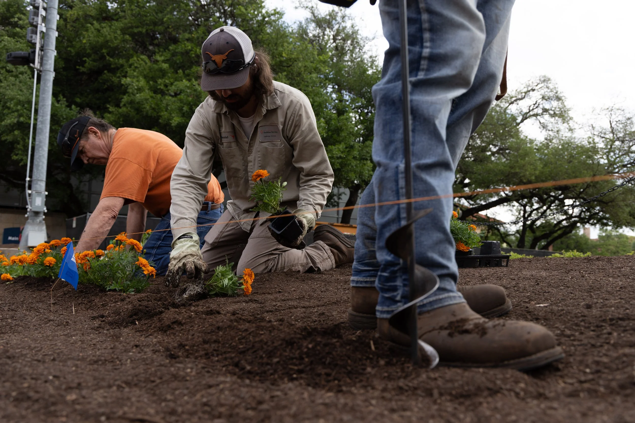 From left, David Savoie, Daniel Pryor and David Francis work to plant orange marigolds at the University of Texas at Austin on April 3, 2026. In the Spring of 2025, Jeff McManus became the executive director of Grounds and Landscape. McManus upgraded