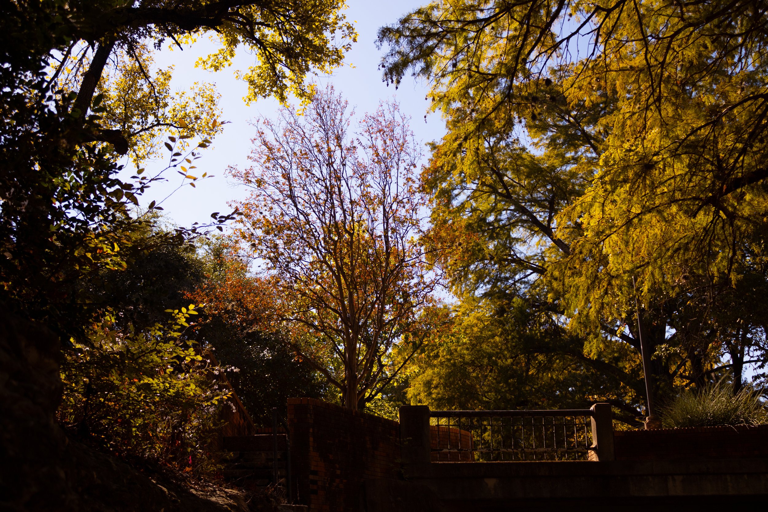 University of Texas at Austin's campus on Nov. 21, 2024.