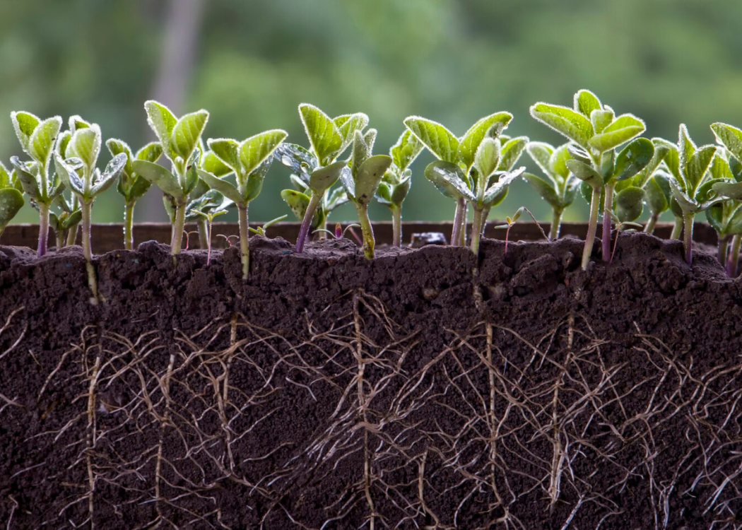 Sponsorship | Roots Package