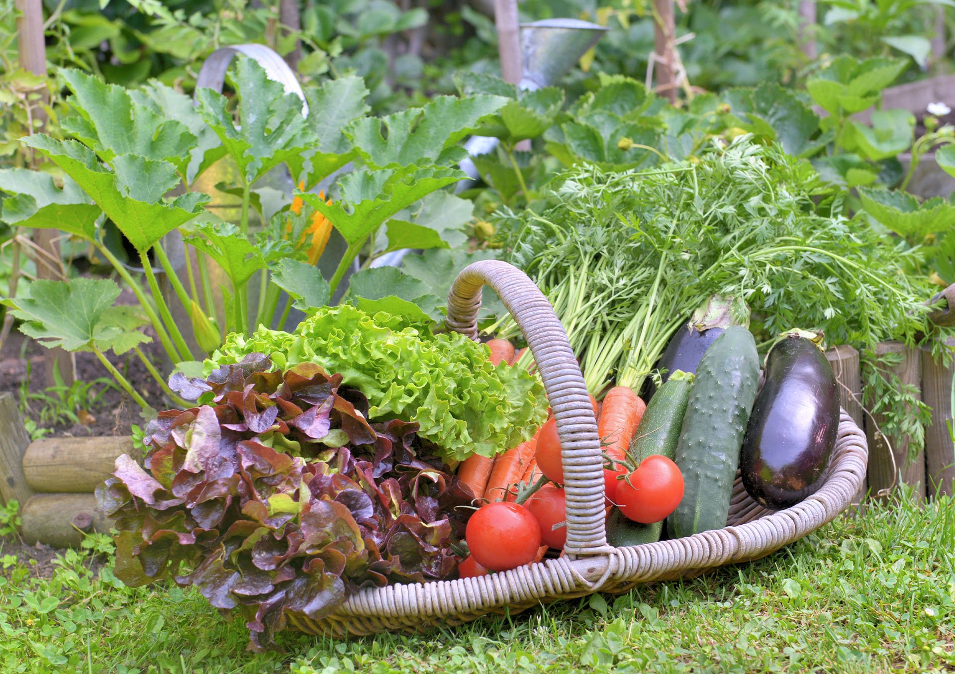harvest.jpg