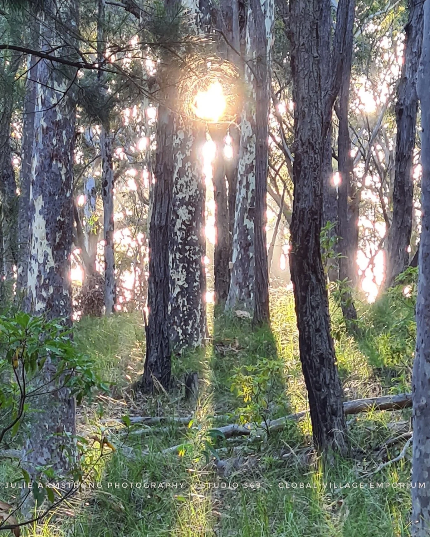 Golden heart of the forest 