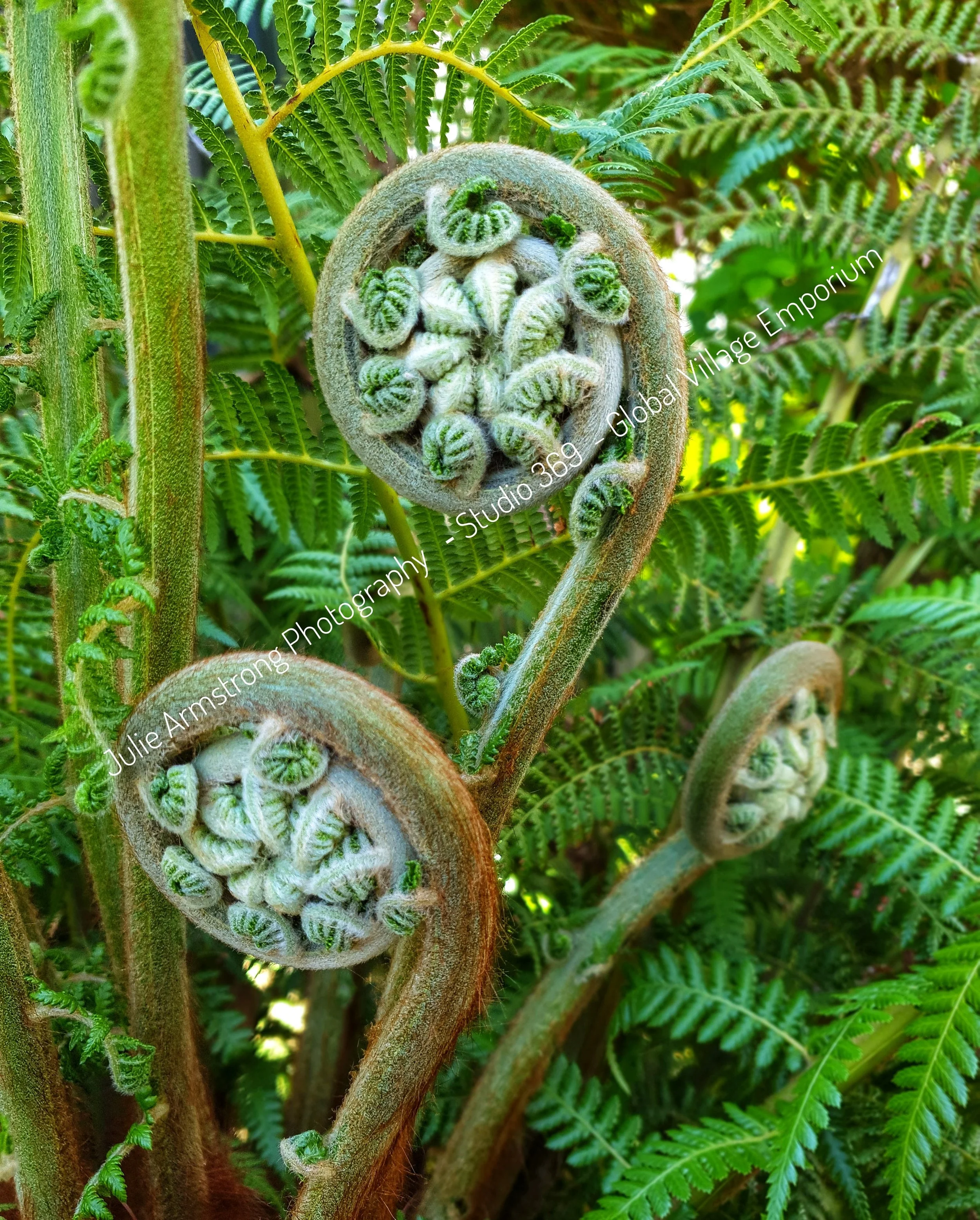 Unfurling fern fronds