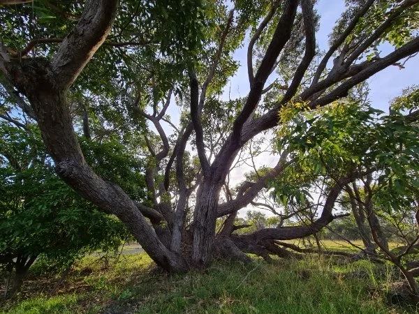 Mumma tree