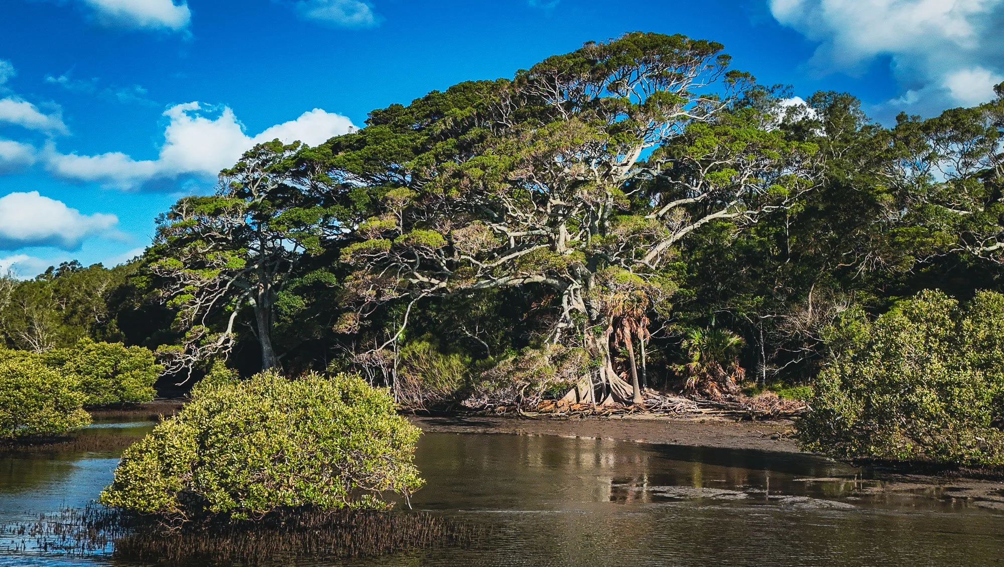 A swamp with large trees, some with exposed roots, near calm water and a partly cloudy blue sky.