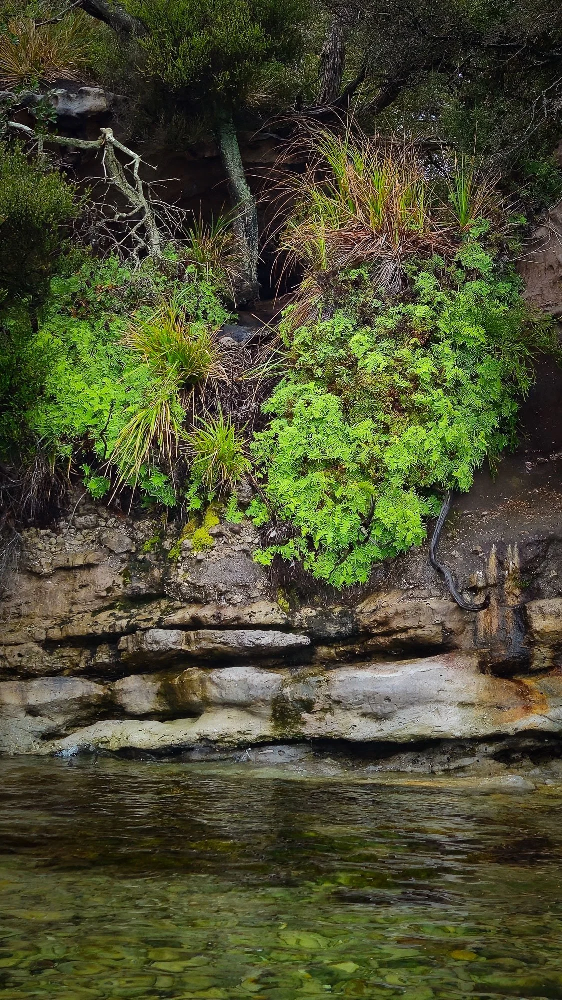 A small waterfall flowing over rocky ledge with lush green plants and trees surrounding it.