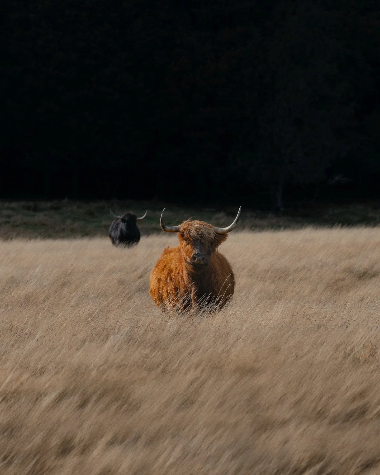 Opposites grazing side by side 🐮🤎🖤
The beauty of contrast in nature&mdash;different shades, same calm soul.

Which one are you today: bold black or earthy brown?