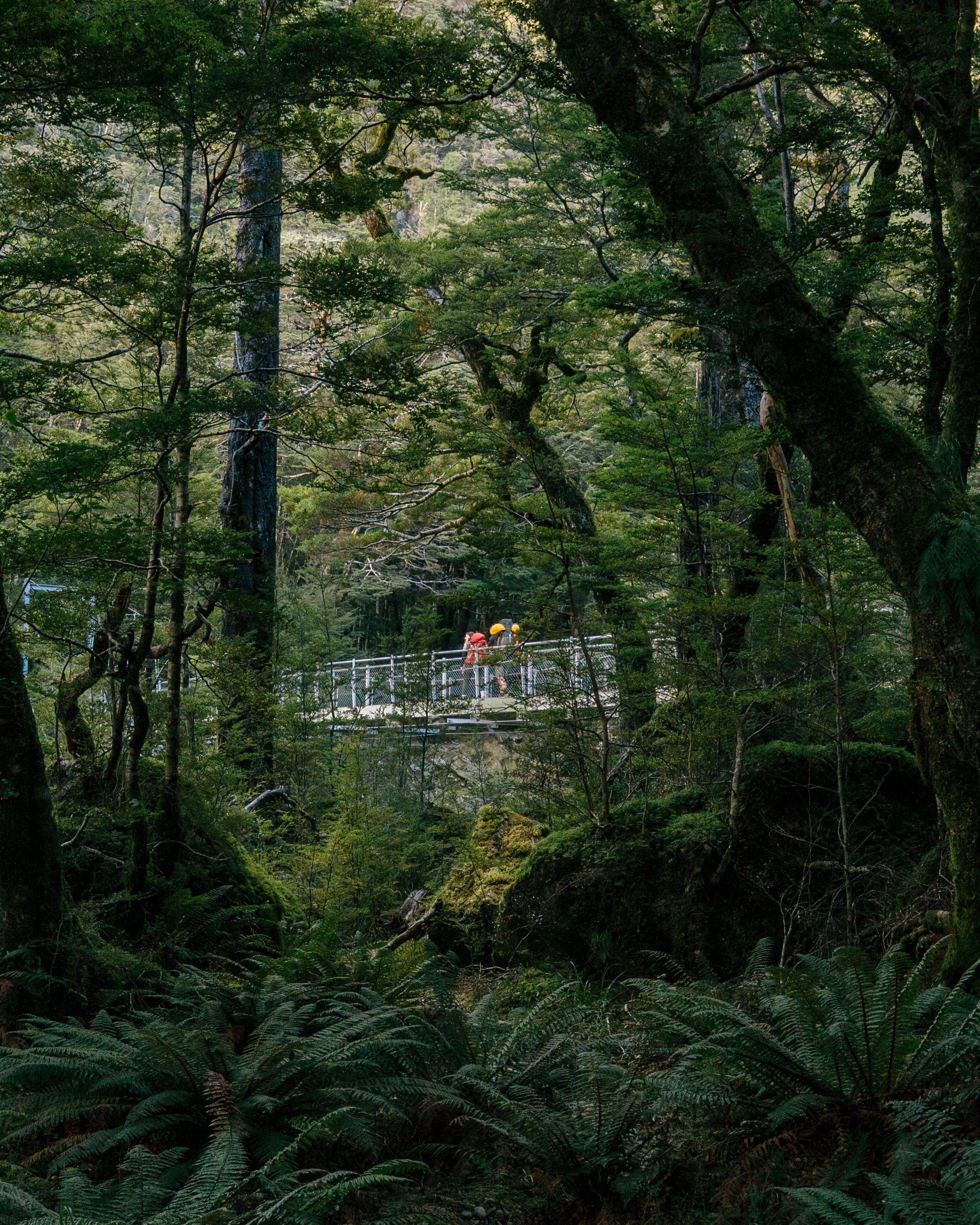 Routeburn-4.jpeg