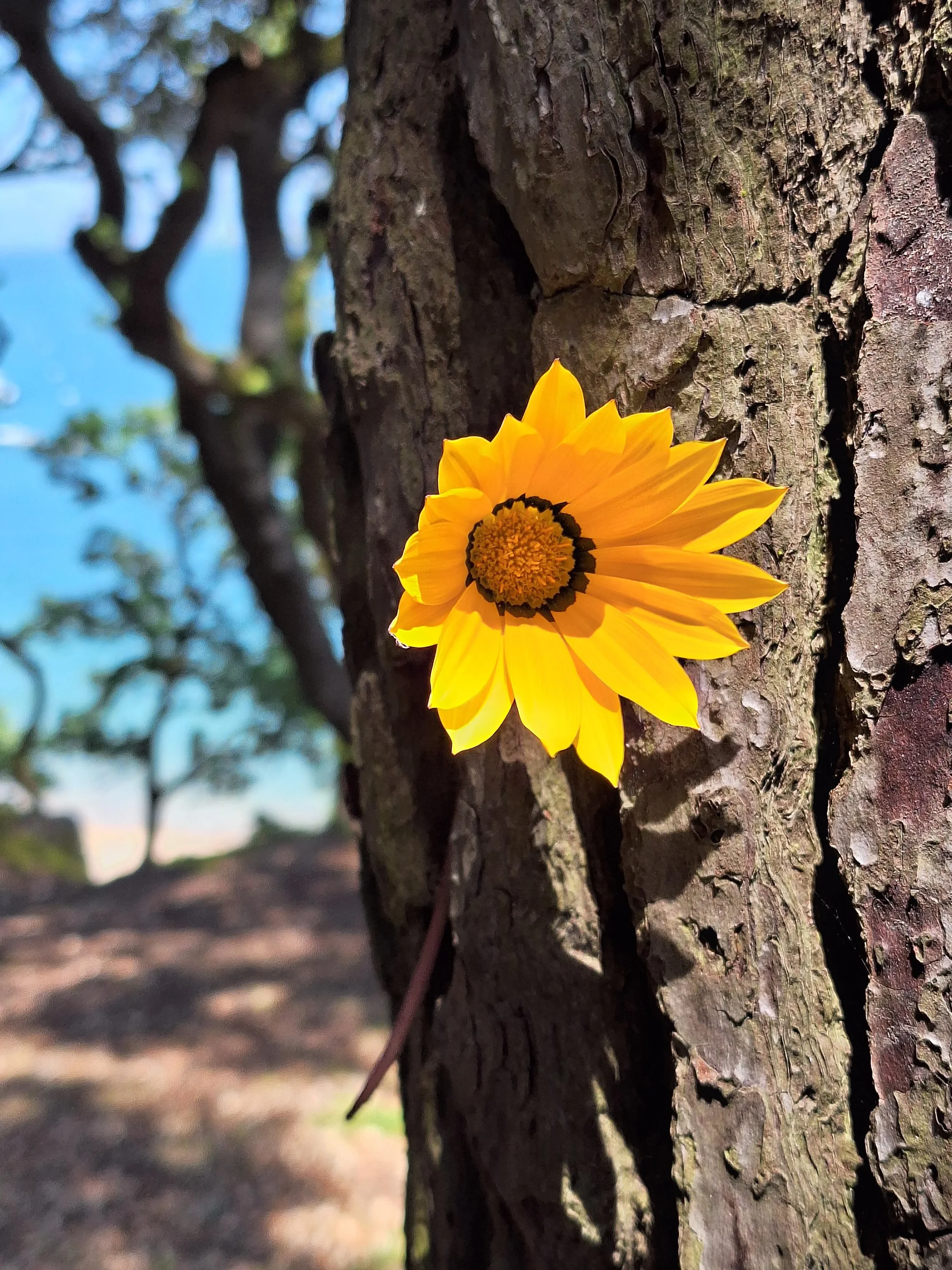 La Marguerite de Noirmoutier
