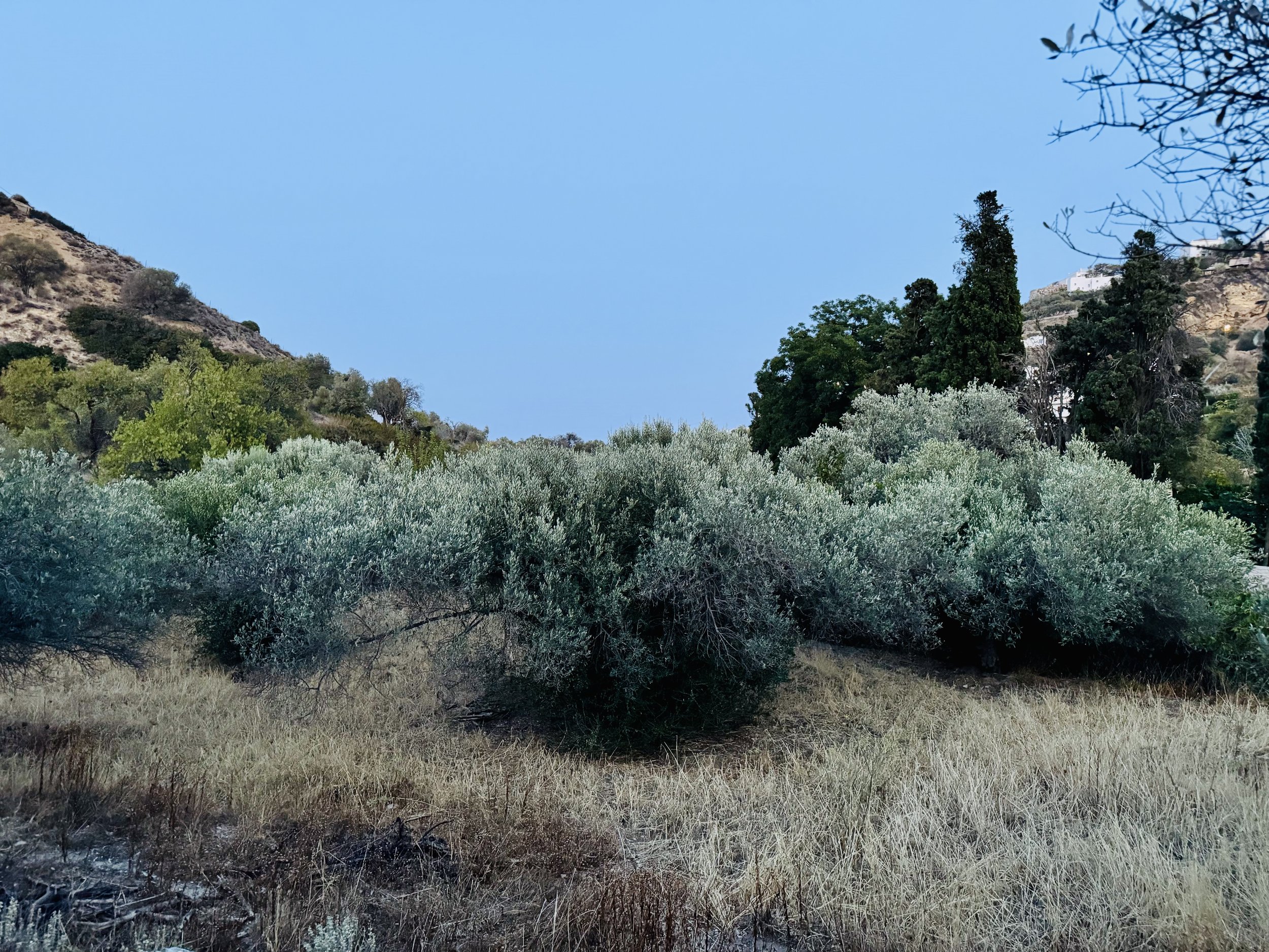 Bushes and trees on a hillside under a blue sky