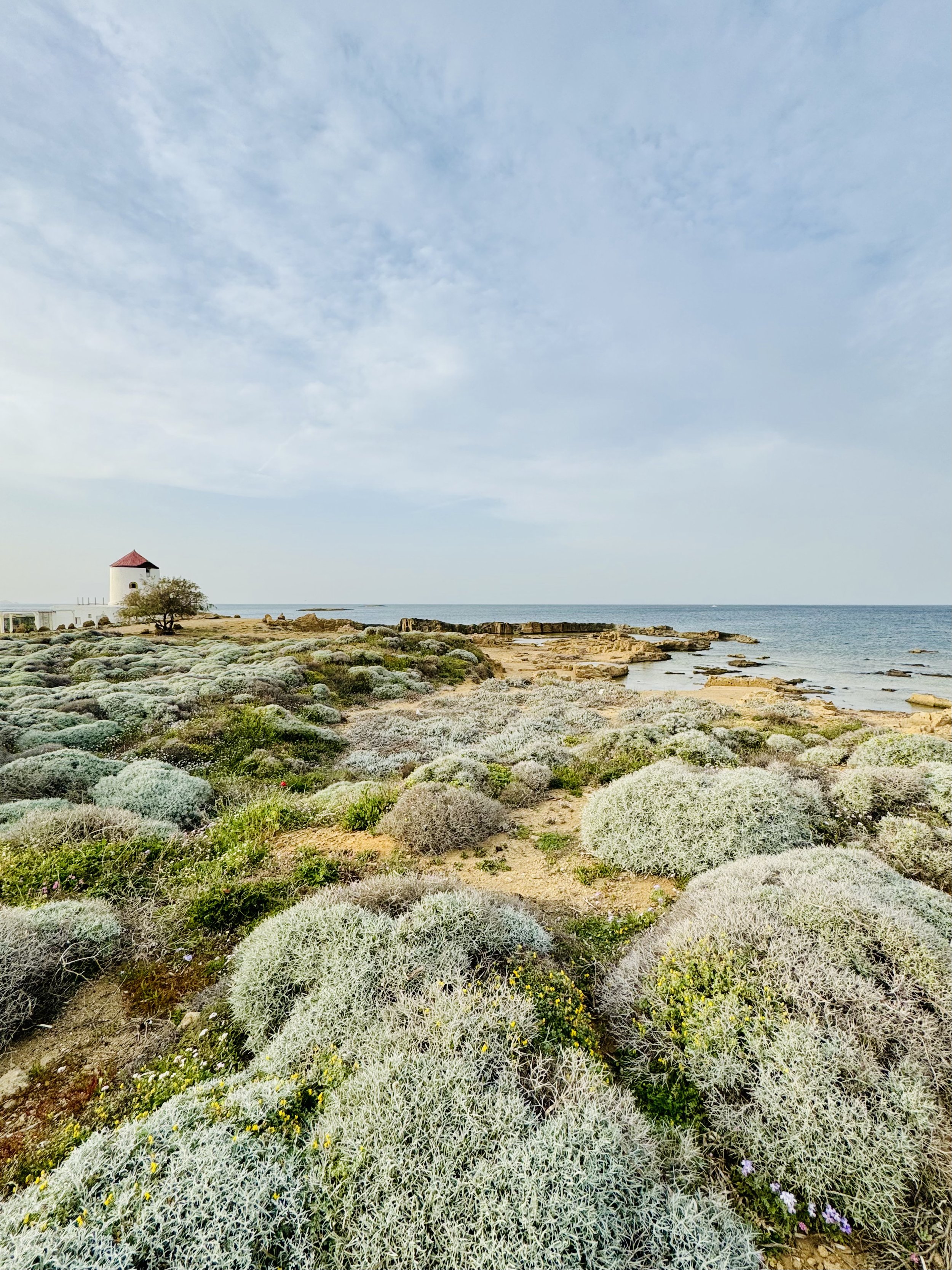 Coastal landscape with dense, silvery-green shrubs on sandy terrain, a shoreline with rocks, and a small white building with a red roof in the distance under partly cloudy sky.