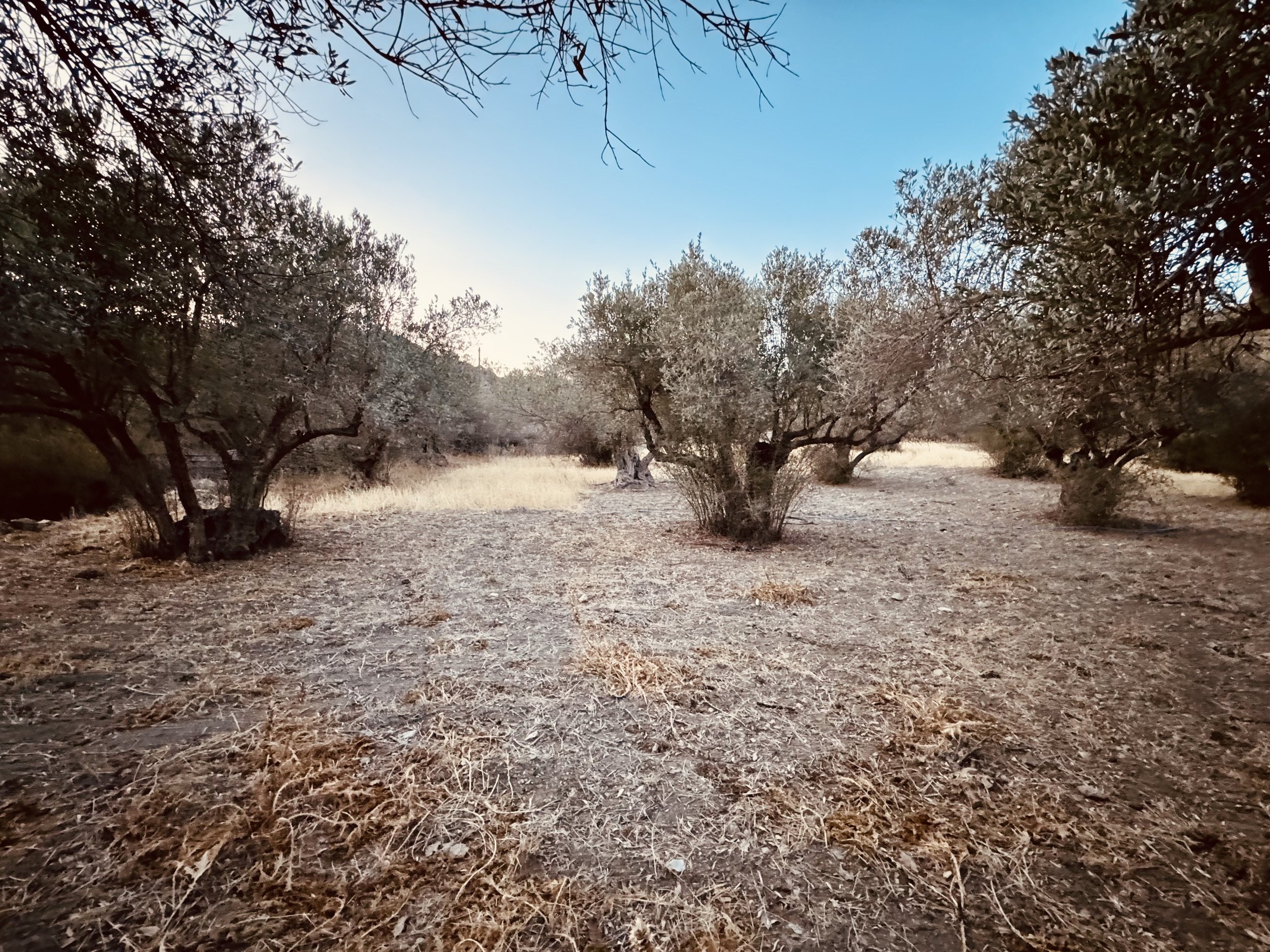 Dry, grassy field with scattered leafless trees under a clear blue sky.