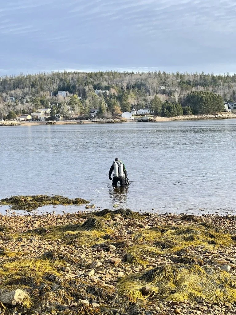 A person wearing a wetsuit and carrying scuba gear wades through shallow water near a rocky shoreline with green seaweed. In the background, there are houses and trees on a hillside across the water under a partly cloudy sky.