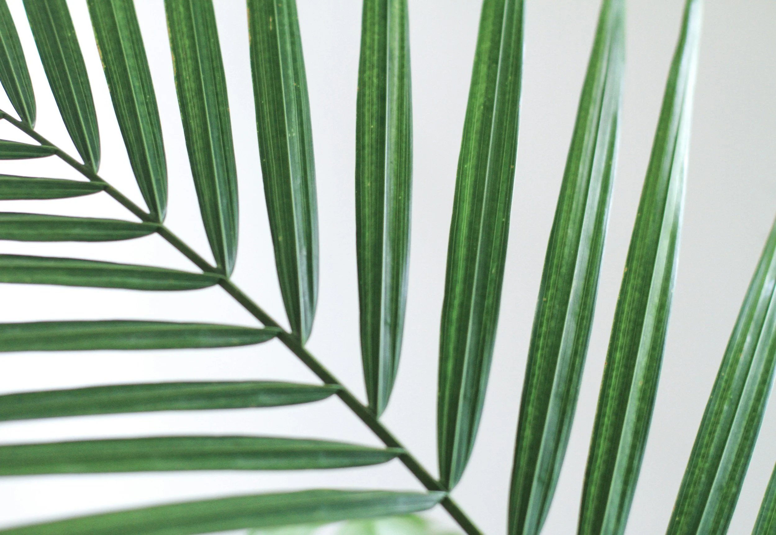 Close-up of a palm leaf with parallel, elongated green leaflets against a white background.