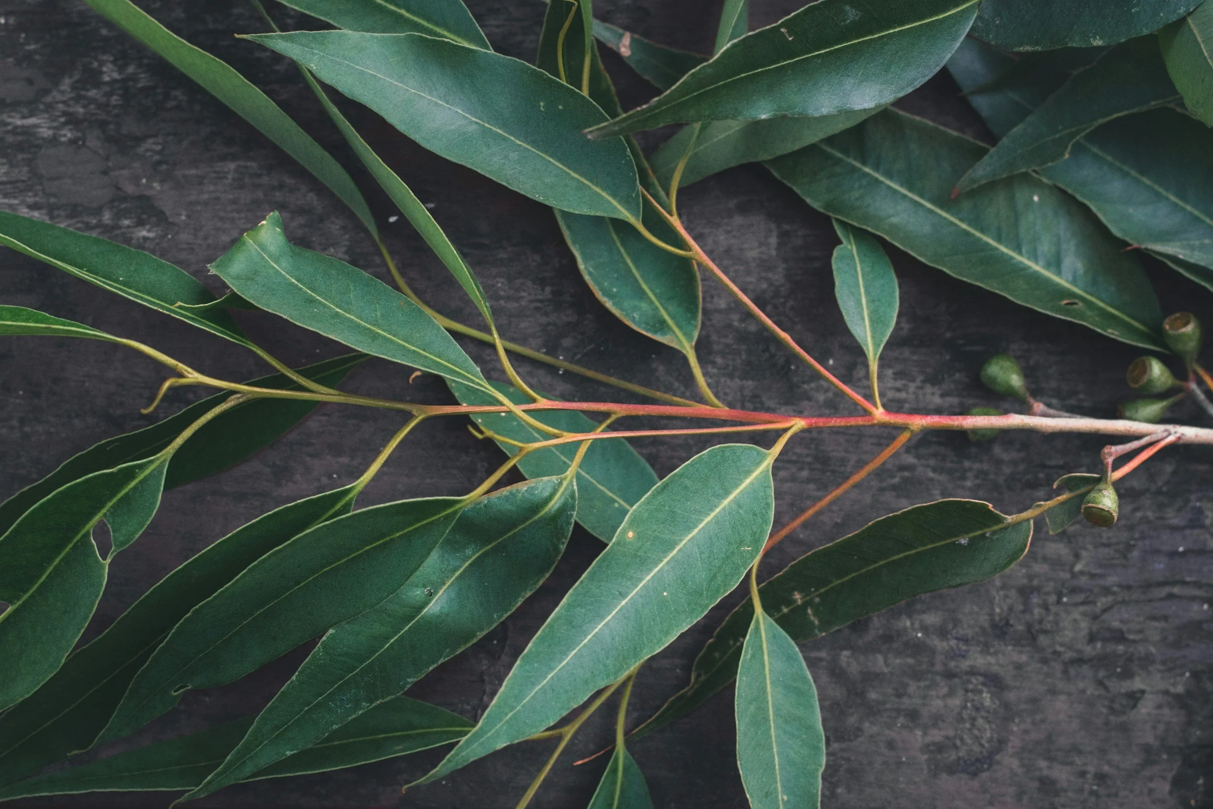 A branch with green leaves and small green buds on a dark surface.