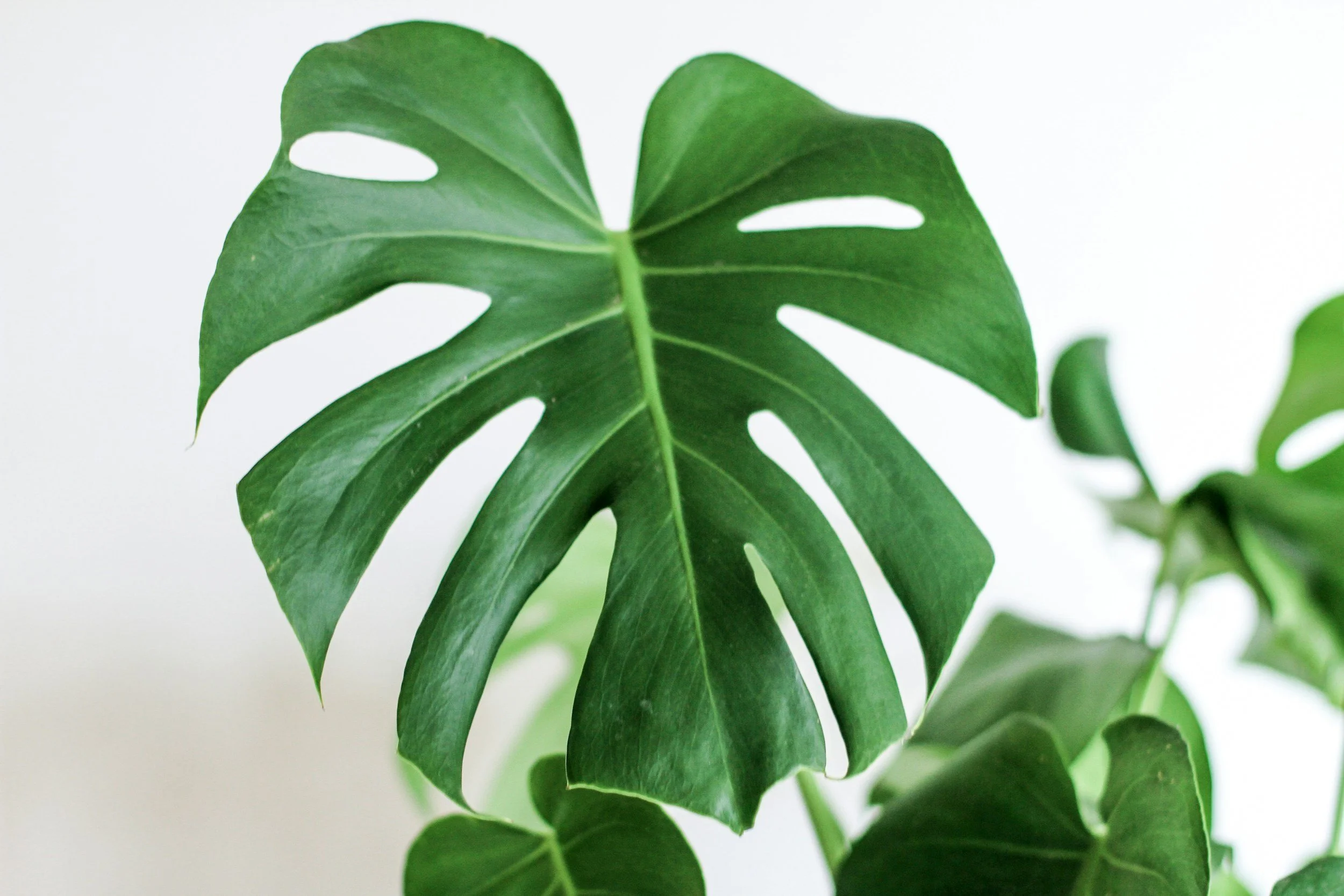 Close-up of a large green monstera leaf with distinctive split and hole patterns, against a plain white background.