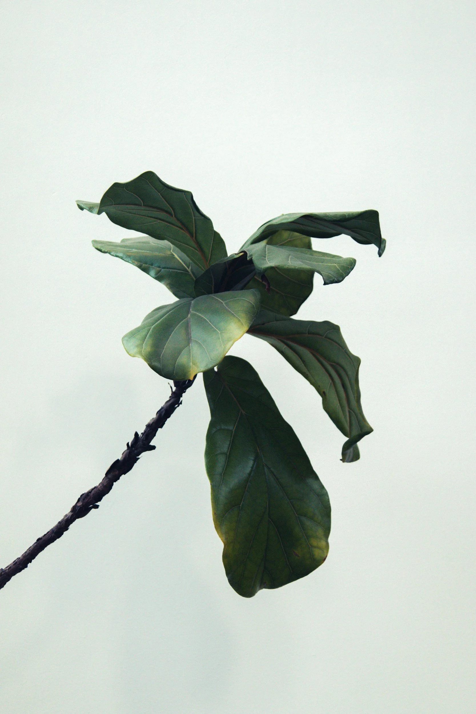 A close-up of a leafy fig tree branch with large dark green leaves against a plain white background.