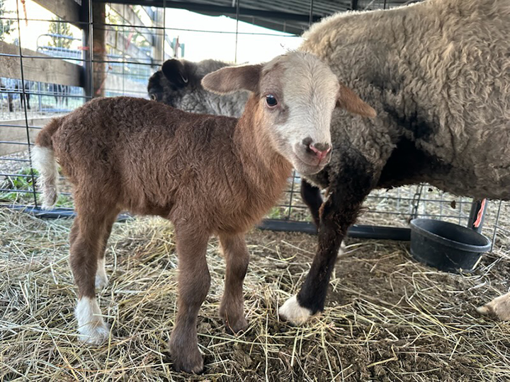 Lamb with its mama standing on straw