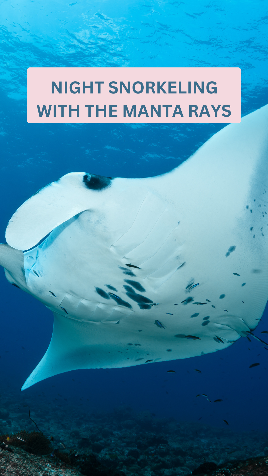 Night Snorkeling with Manta Rays in Hawaii