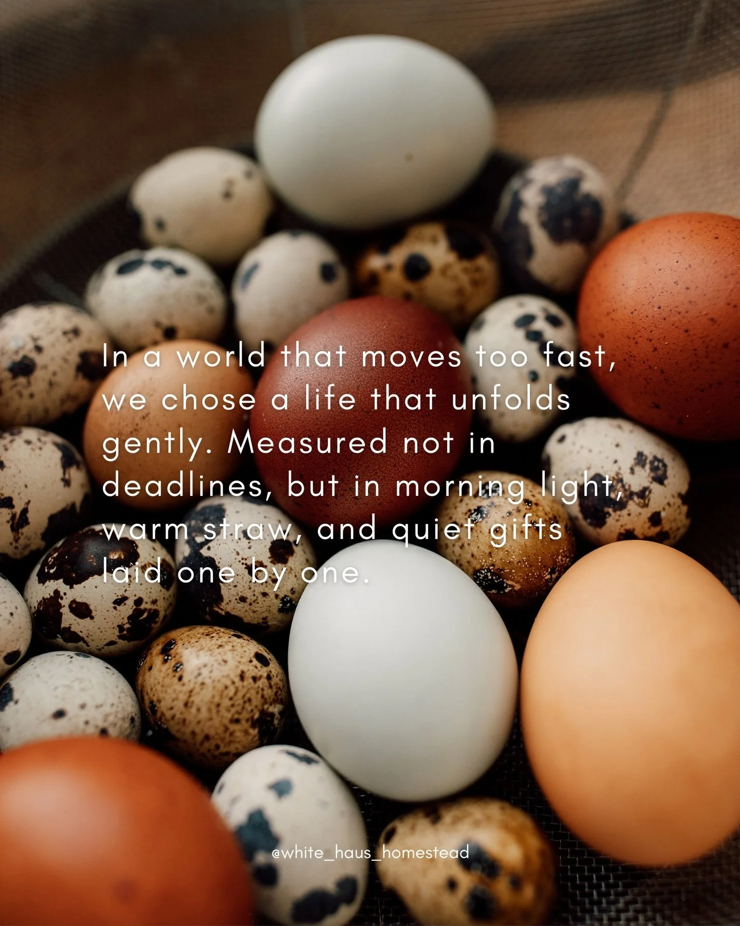 Slow Saturday. 🧡

#countryliving #farmfresheggs #simpleliving #slowliving