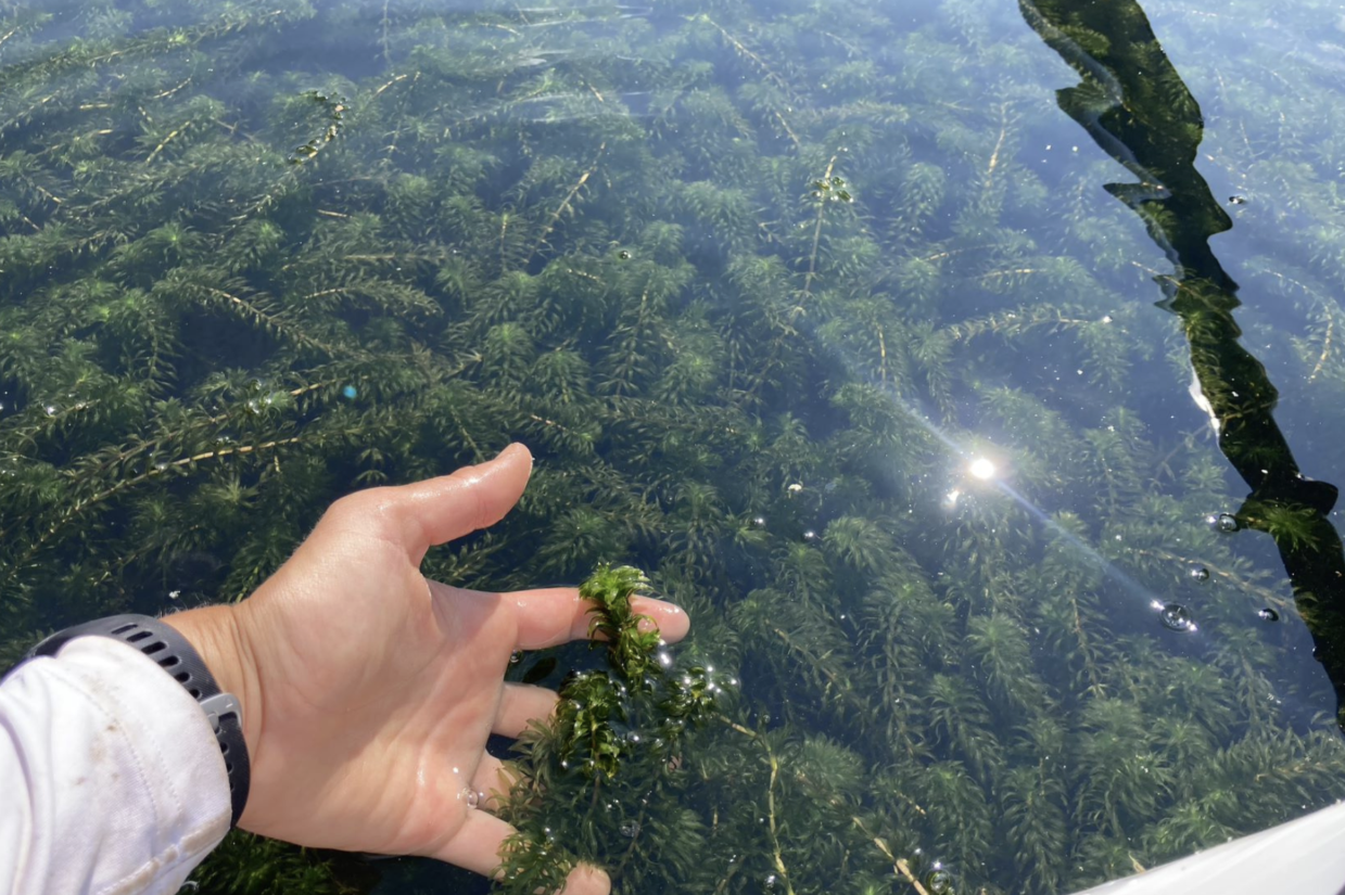 A New Threat: Hydrilla