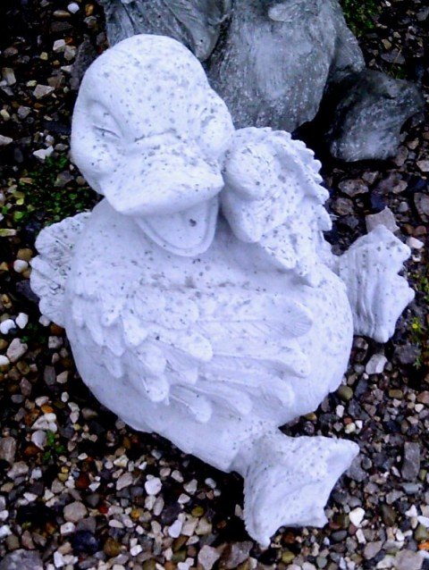 AD375 DUCK LAUGHING $30