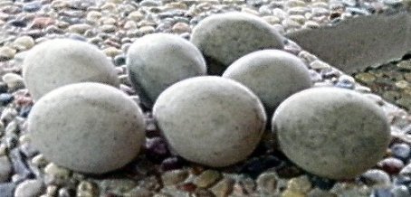 AB180 EGGS $1 each