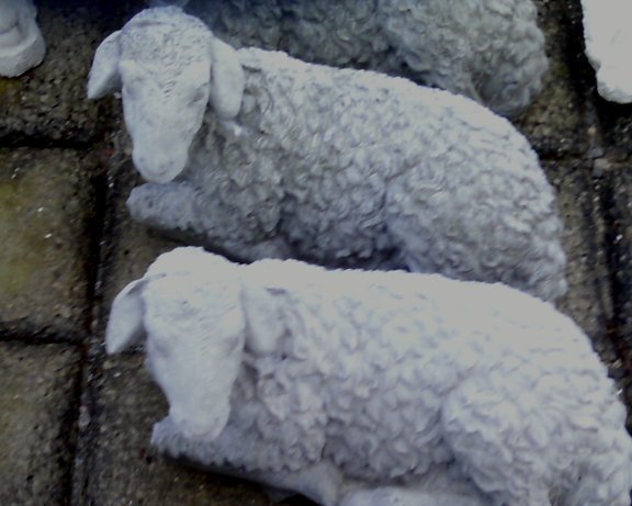 AL581 LAMB SHEEP LAYING $24