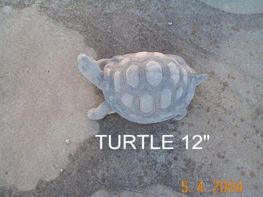 AT904 TURTLE MEDIUM $42