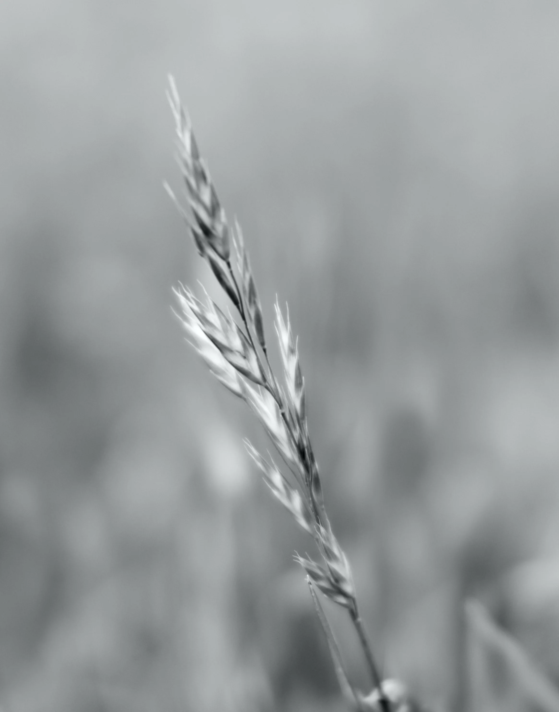 Image_Wheat.jpg