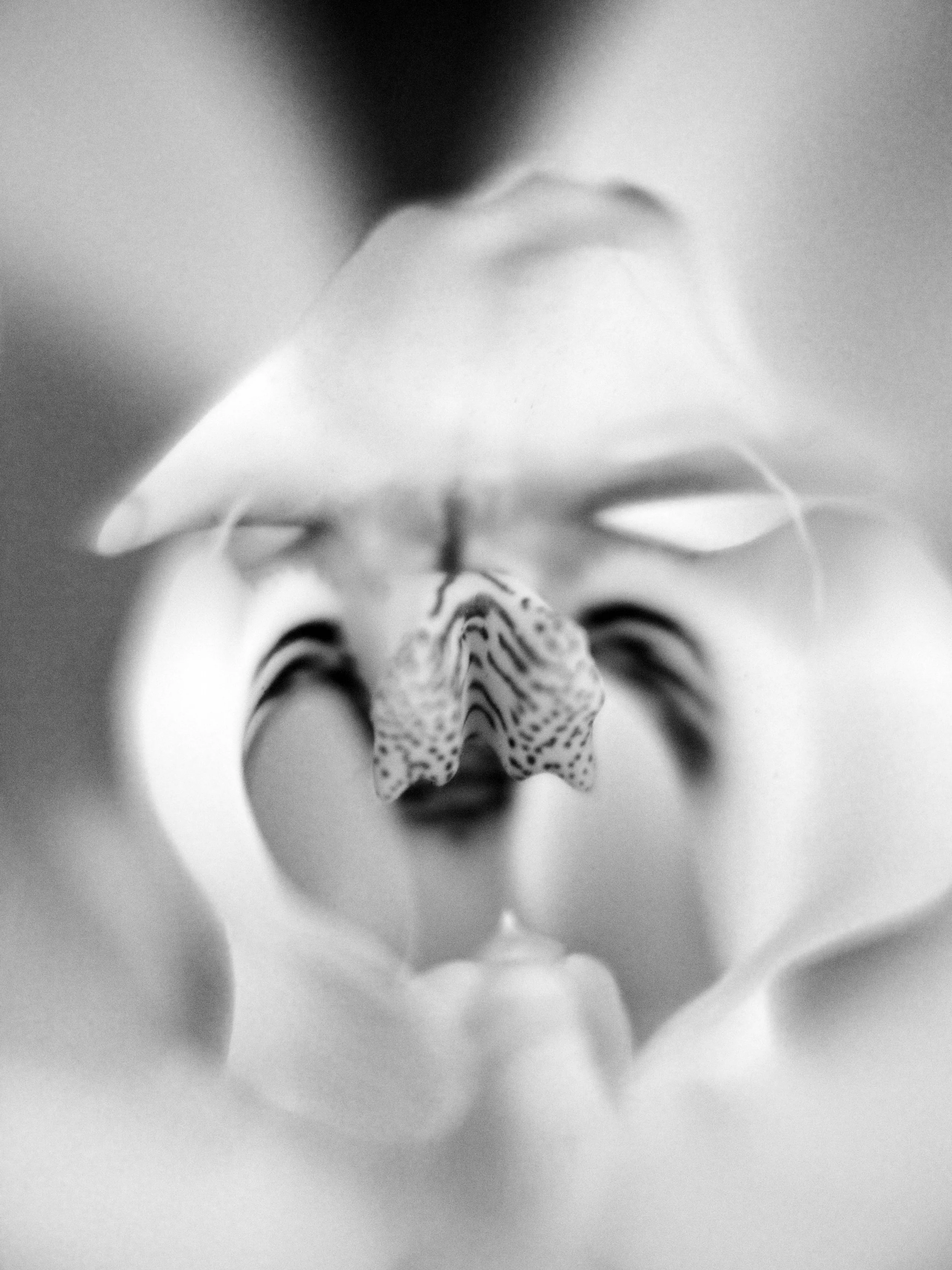 Orchid 2 2026.jpg